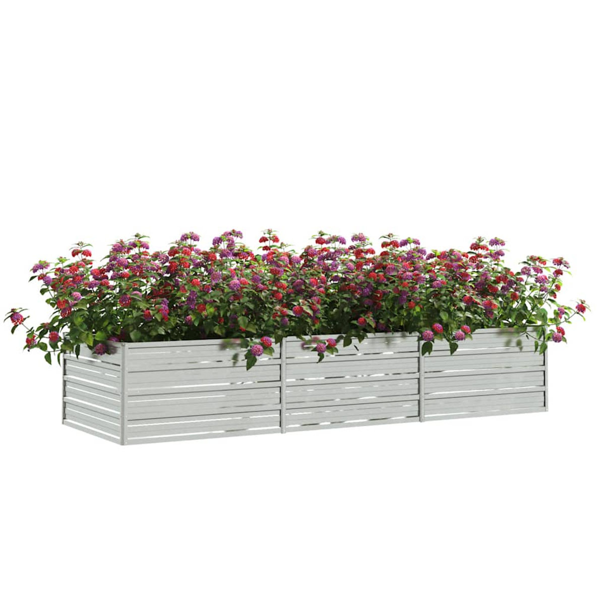 Ein rechteckiger Pflanzkübel mit roten und lila Blumen. Der Pflanzkübel ist weiß, und der Hintergrund ist weiß.
