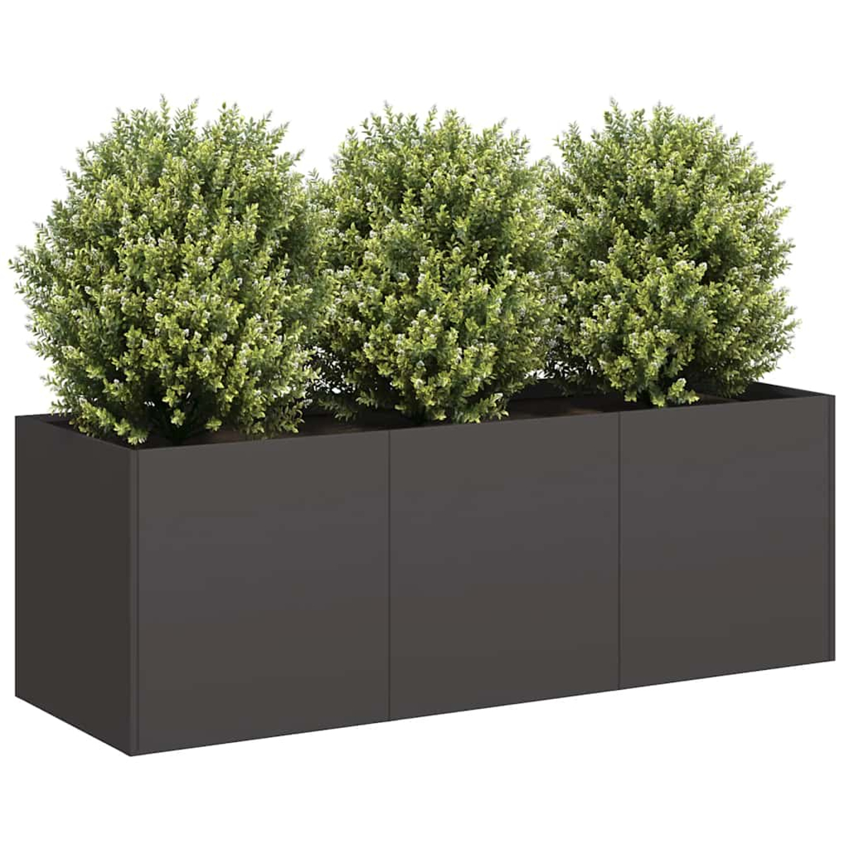 Tre piante verdi e frondose in una fioriera rettangolare grigio scuro. Le piante sono cespugliose e piene, con foglie verde chiaro e bianche.