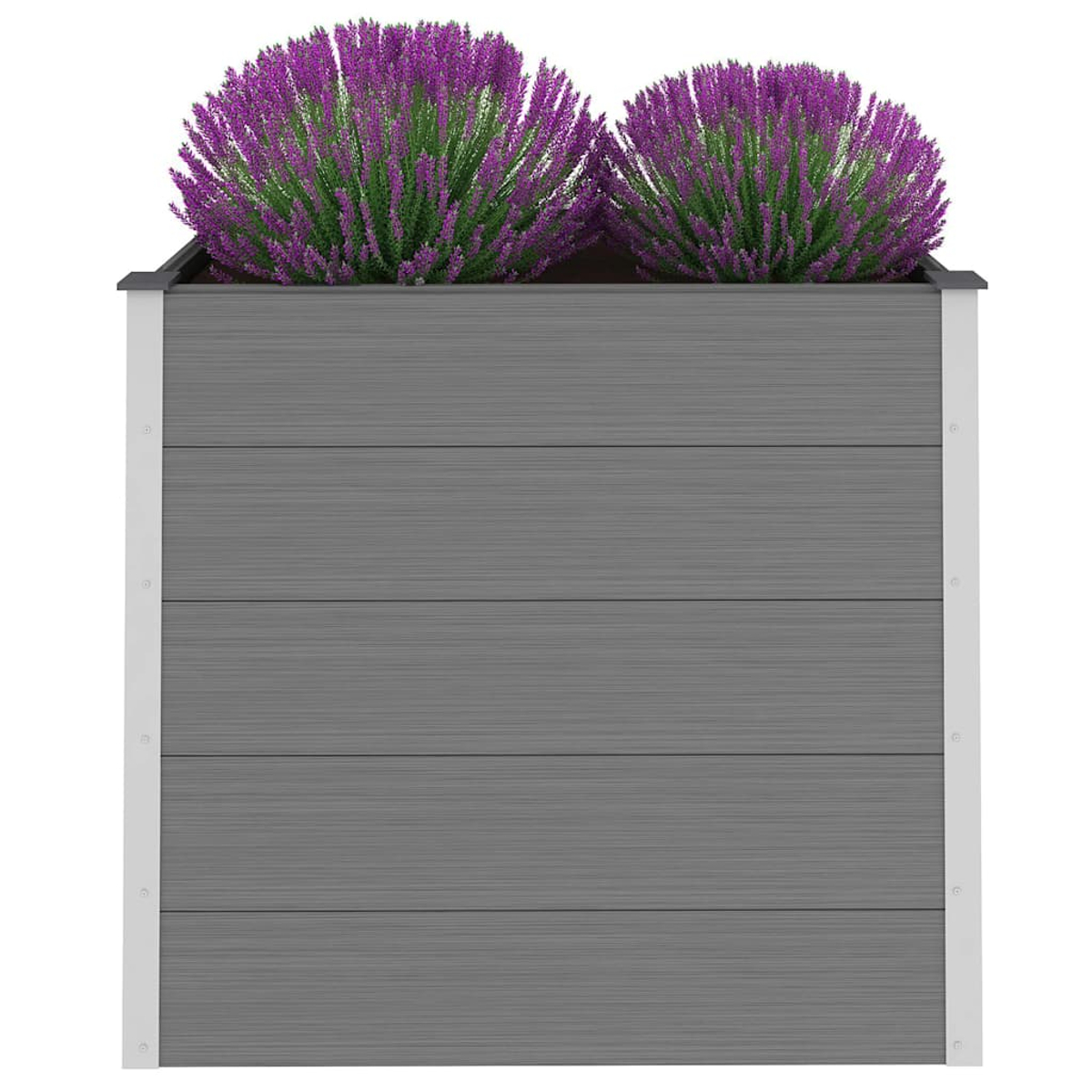 Grauer Pflanzkasten mit zwei leuchtend violetten Blütenpflanzen. Die Box hat horizontale Linien und weiße Zierleisten. Weißer Hintergrund.