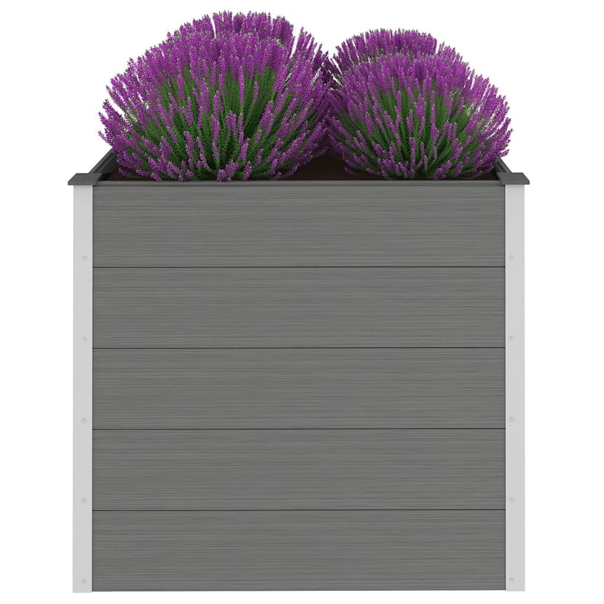 Eine graue Pflanzkiste mit zwei leuchtend violetten Lavendelpflanzen. Die Kiste hat horizontale Holzpaneele und weiße Zierleisten.