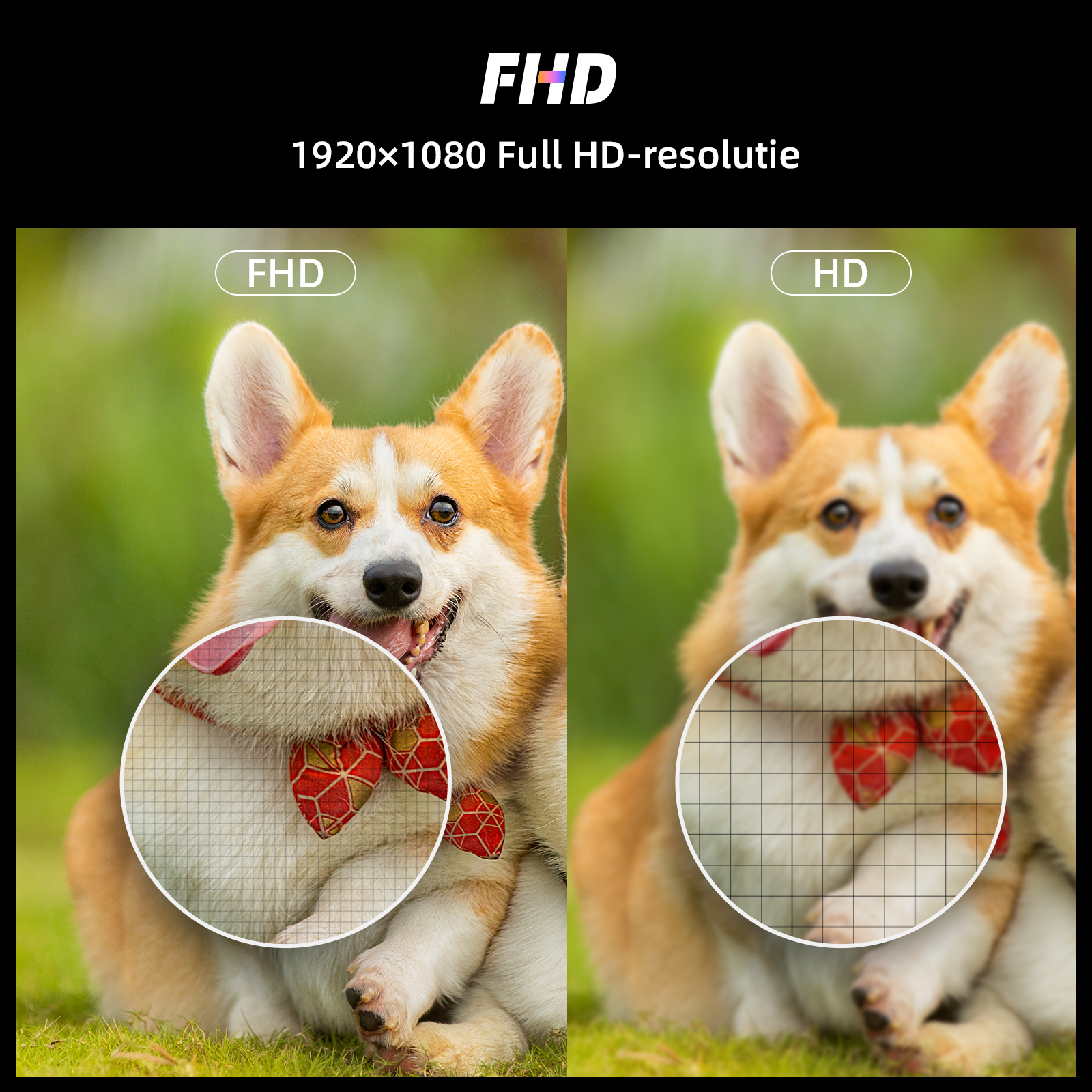 Afbeelding toont een corgi met een rode vlinderdas. Eén kant is FHD en de andere HD, beide van de corgi. Groene achtergrond.
