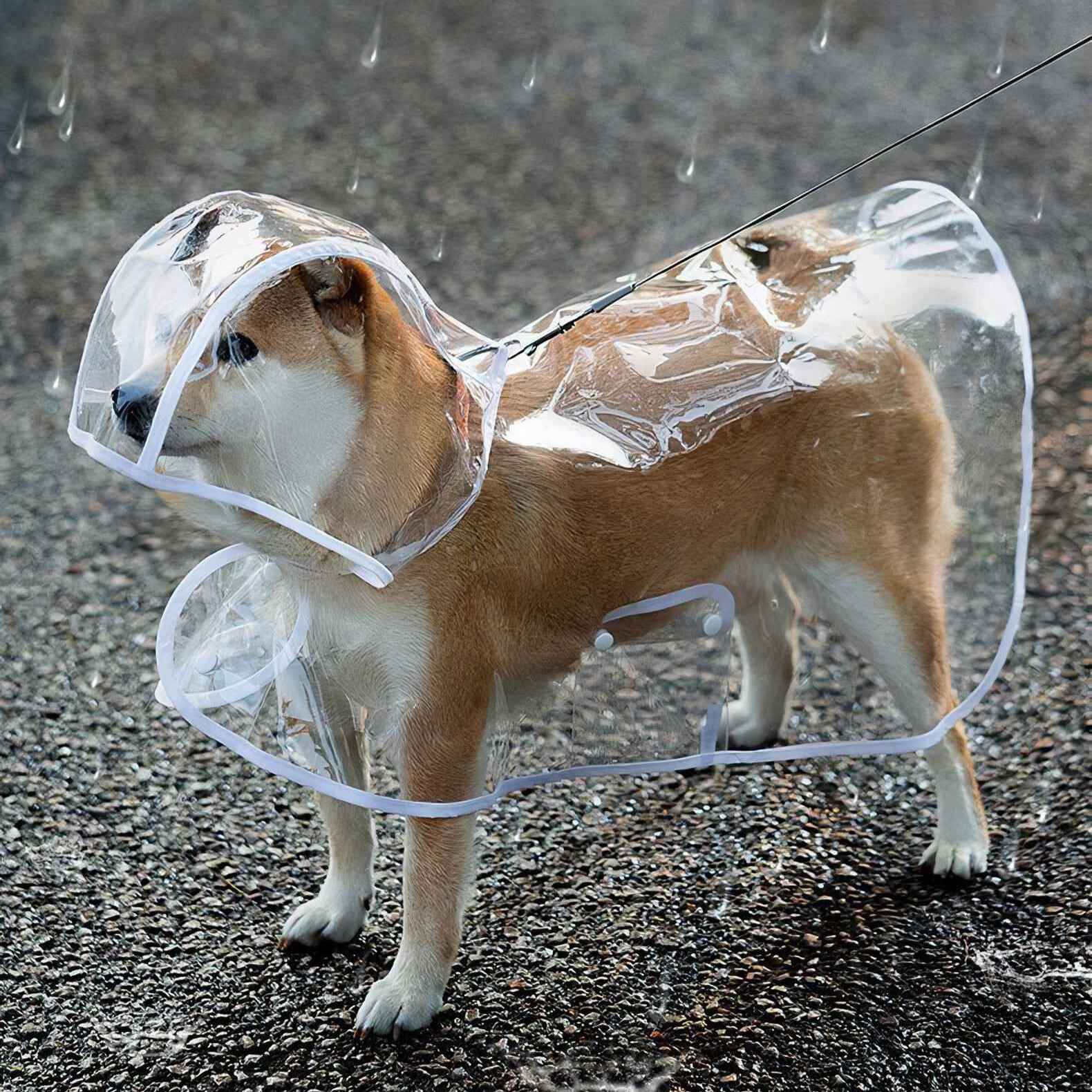 Ein Shiba Inu-Hund trägt einen durchsichtigen Regenmantel und steht auf nassem Untergrund. Regentropfen sind sichtbar.