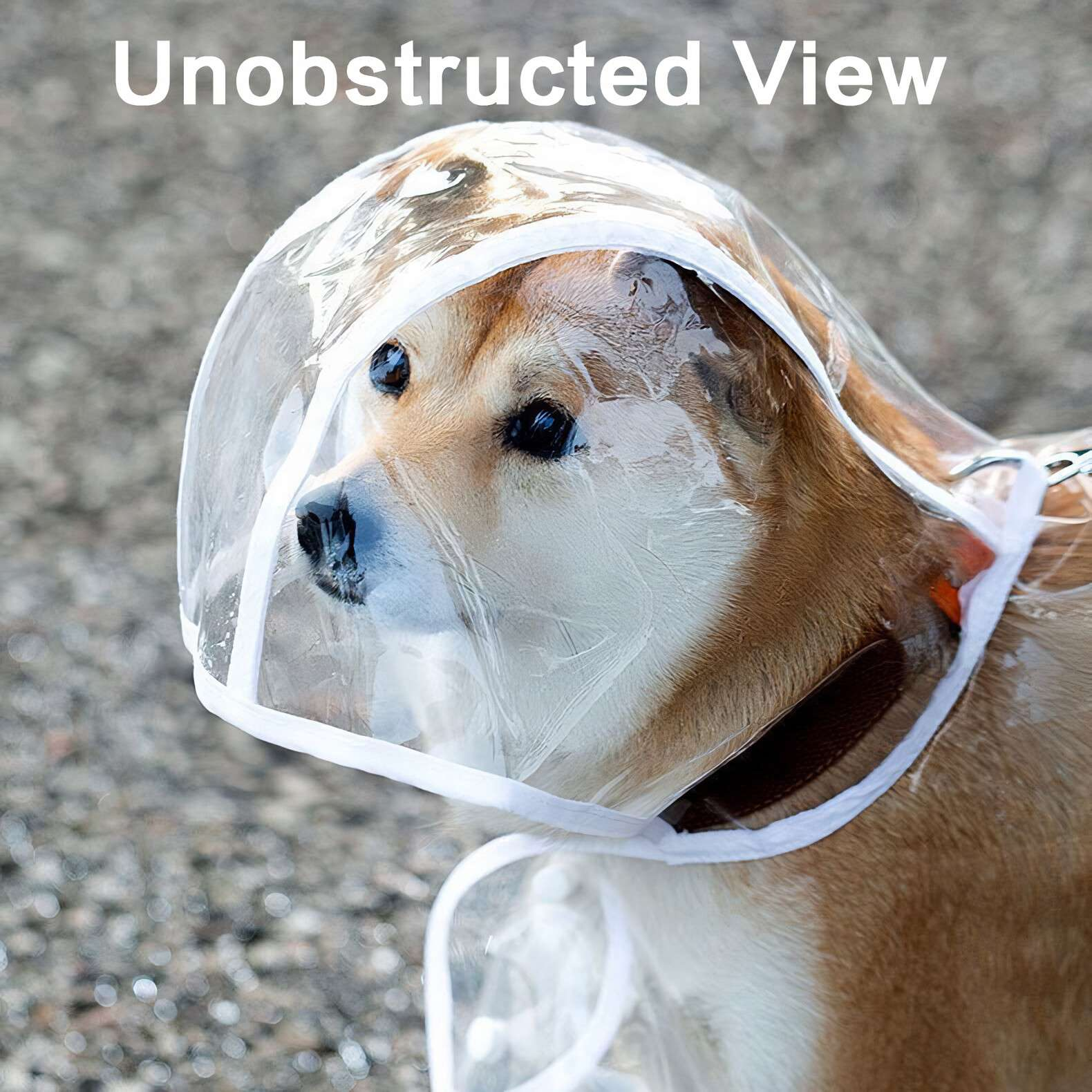 Ein Shiba Inu trägt eine durchsichtige Regenhaube. Der Hund hat braunes Fell und steht vor einem grauen, verschwommenen Hintergrund.