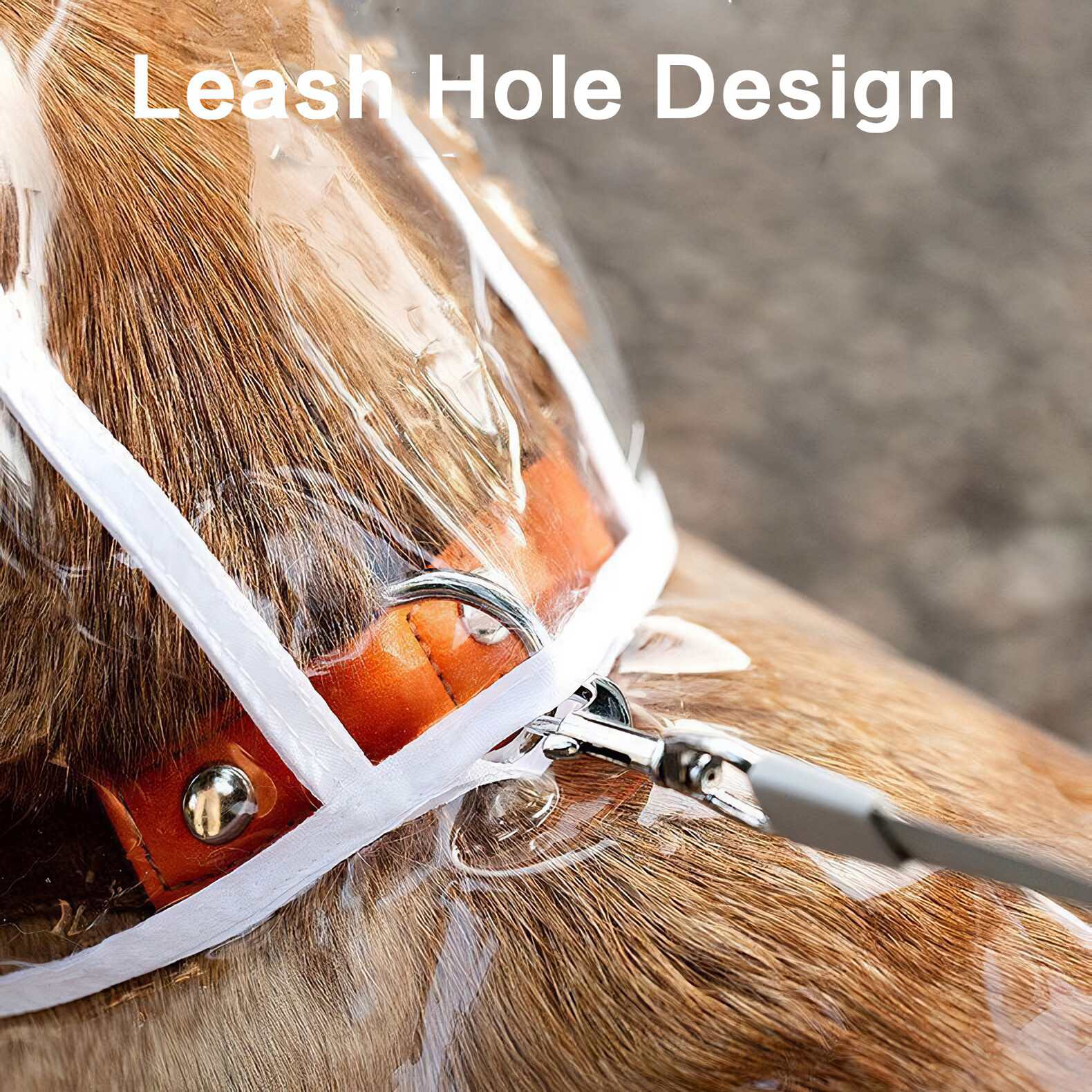Ein Hund trägt ein durchsichtiges Halsband mit Leine. Das Halsband hat einen Lederteil und einen Metallverschluss.