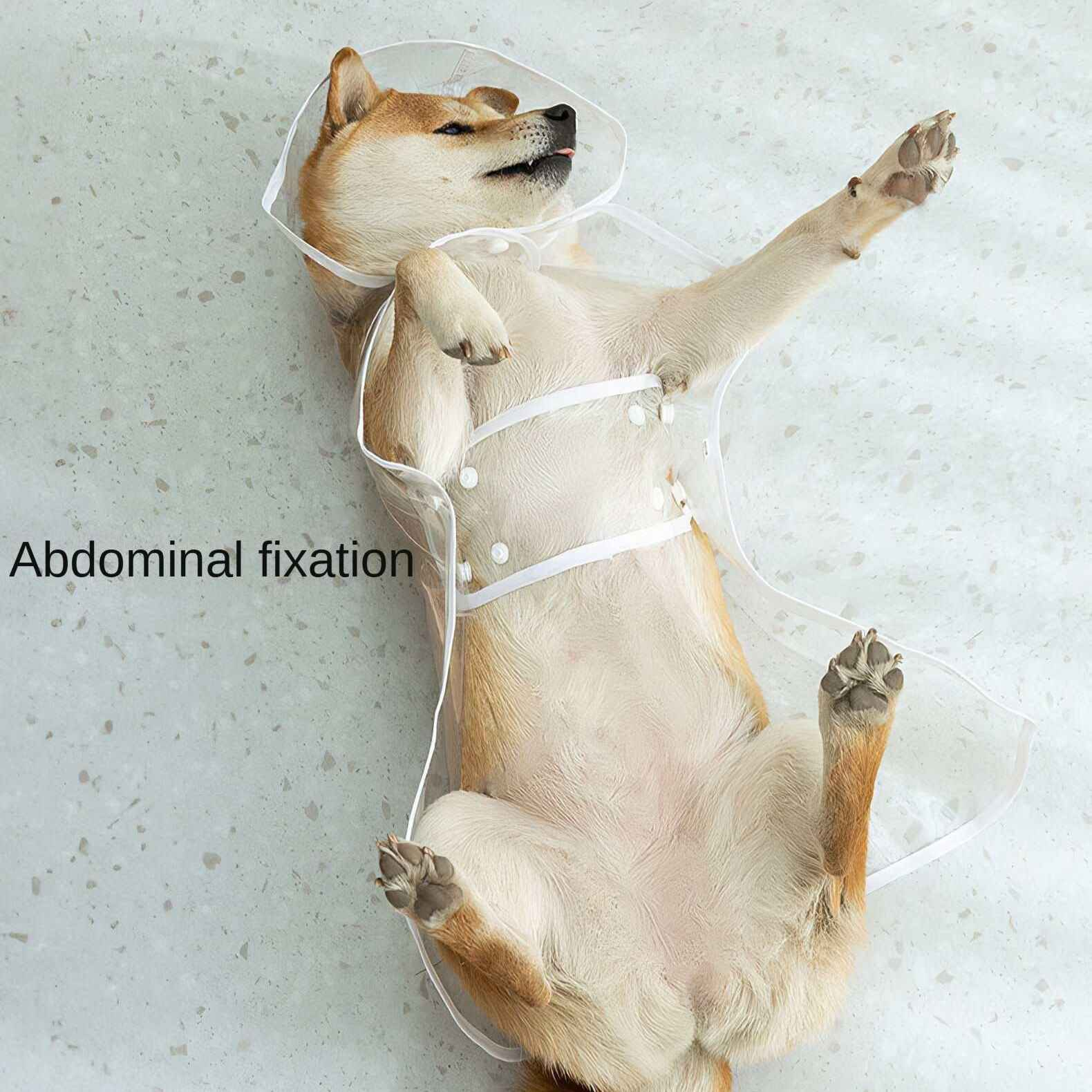Ein Shiba Inu-Hund liegt auf dem Rücken und trägt eine transparente Plastikweste. Der Hund hat die Zunge draußen.