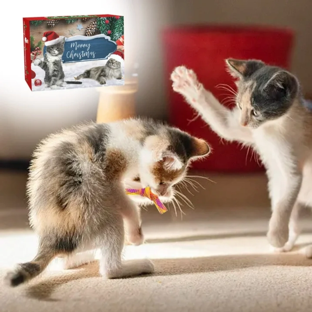 Zwei spielende Katzen, eine mit Spielzeug, die andere mit der Pfote. Eine Weihnachtskarte mit Katzen im Hintergrund. Ein roter Eimer ist sichtbar.