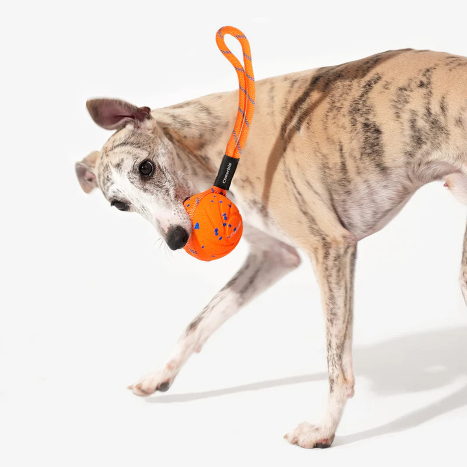 Bej ve siyah kürklü bir köpek, ip saplı turuncu bir topla oynuyor.
