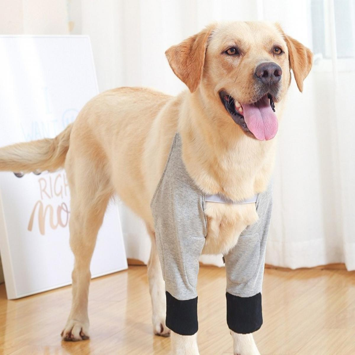 Ein Labrador trägt graue Beinlinge mit schwarzen Bündchen. Er steht auf einem Holzboden und hat die Zunge draußen. Ein Schild ist sichtbar.
