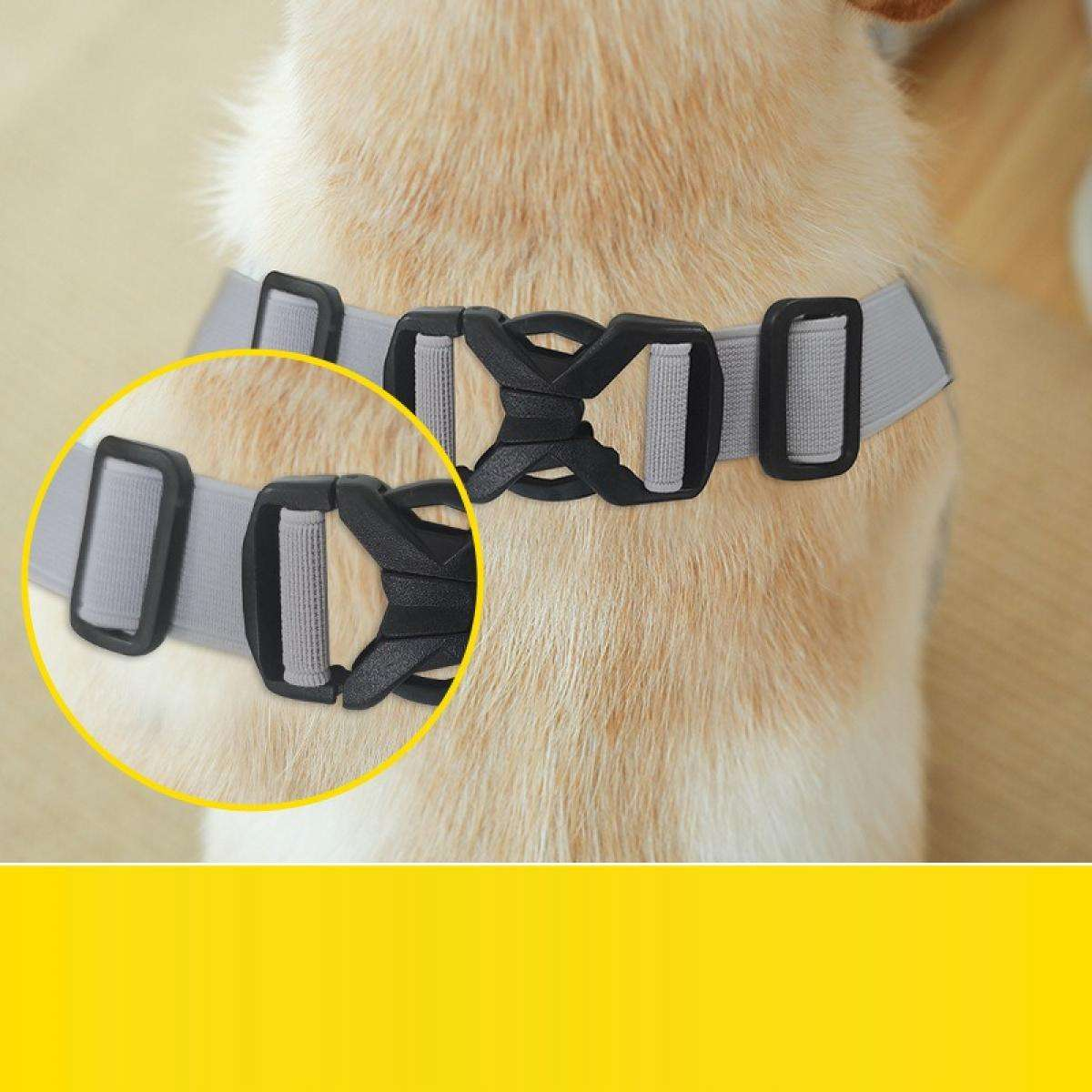 Nahaufnahme eines Hundes mit hellgrauem Halsband und schwarzen Kunststoffschnallen. Ein gelber Kreis hebt den Schnallenbereich hervor.