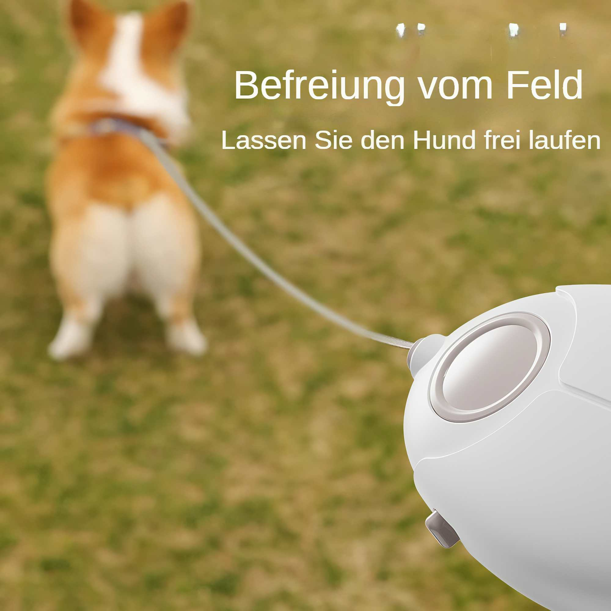 Ein Corgi-Hund an der Leine, der auf Gras geht. Ein weißer Leinen-Griff befindet sich im Vordergrund. Auch Text auf Deutsch ist vorhanden.