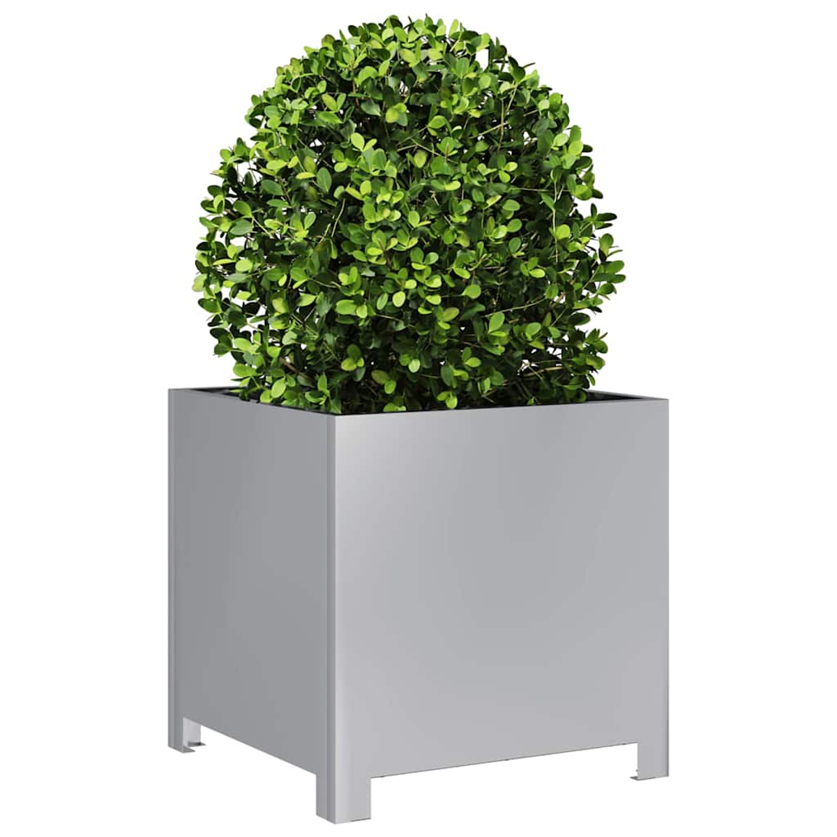 Una pianta verde e frondosa in una fioriera quadrata grigia. La pianta è sferica. La fioriera ha quattro gambe e si trova su uno sfondo bianco.