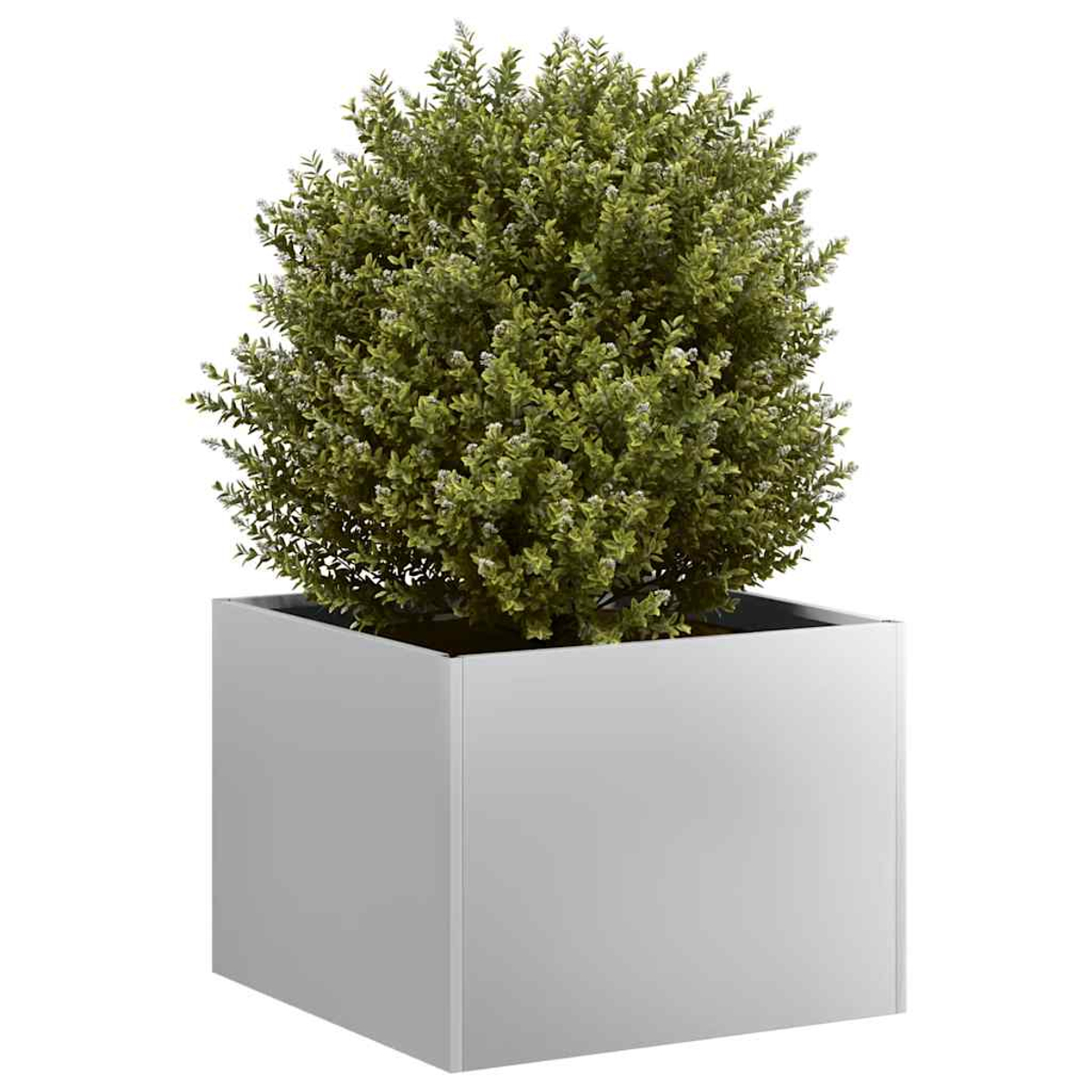 Un cespuglio verde e frondoso con piccoli fiori bianchi è in una fioriera quadrata grigia. Lo sfondo è bianco.