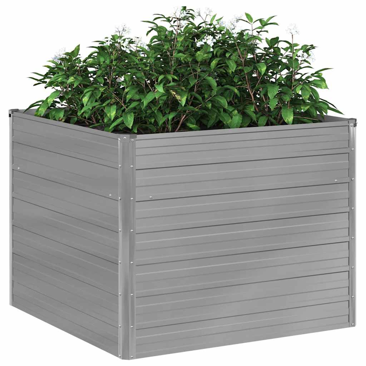 Graue, quadratische Pflanzkasten mit grünen Pflanzen und kleinen weißen Blüten. Der Pflanzkasten hat horizontale Rippen.