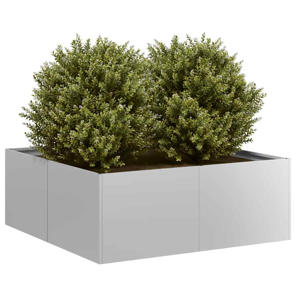 Due cespugli verdi e frondosi in una fioriera rettangolare grigia. La fioriera ha un design moderno e si trova su uno sfondo bianco.