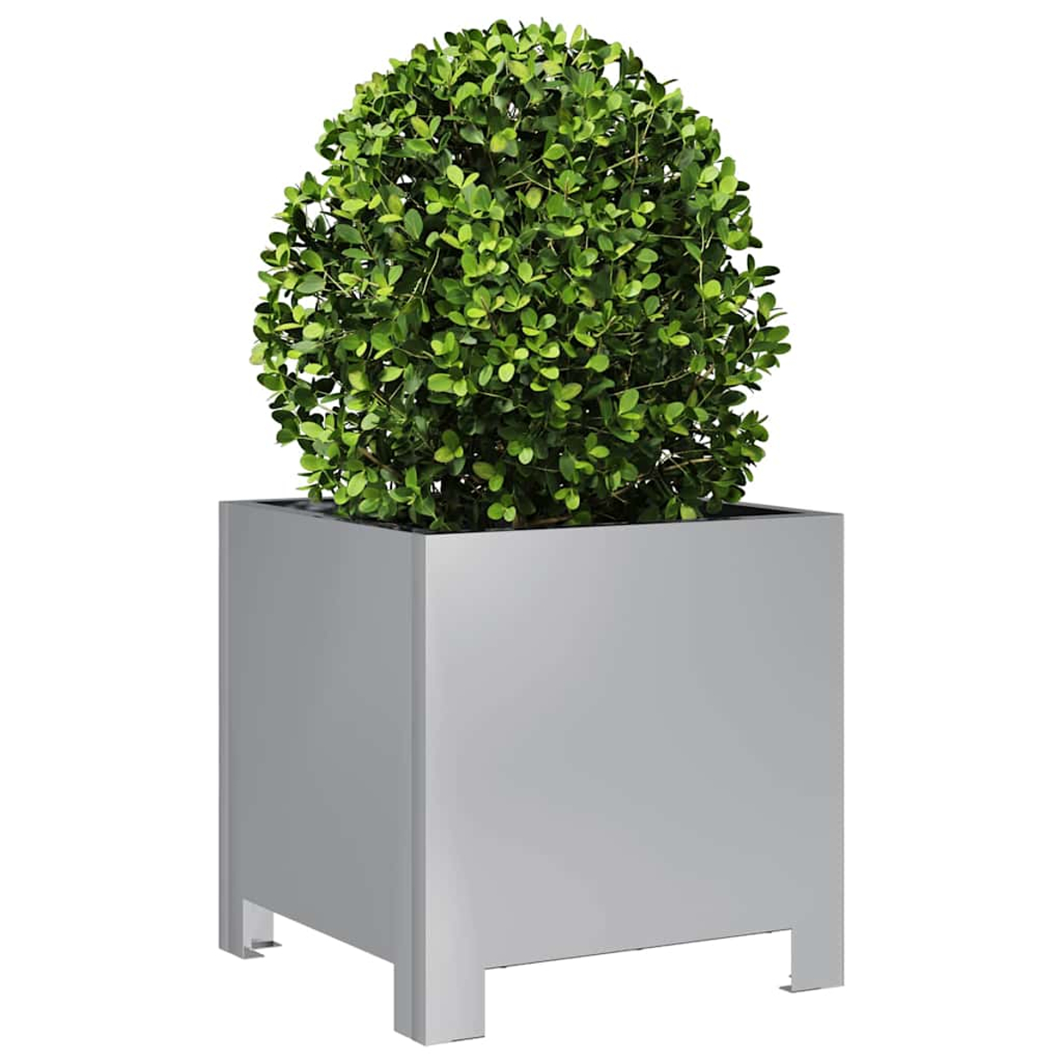 Un arbusto rotondo e verde in una fioriera quadrata grigia con piccole gambe. Sfondo bianco.