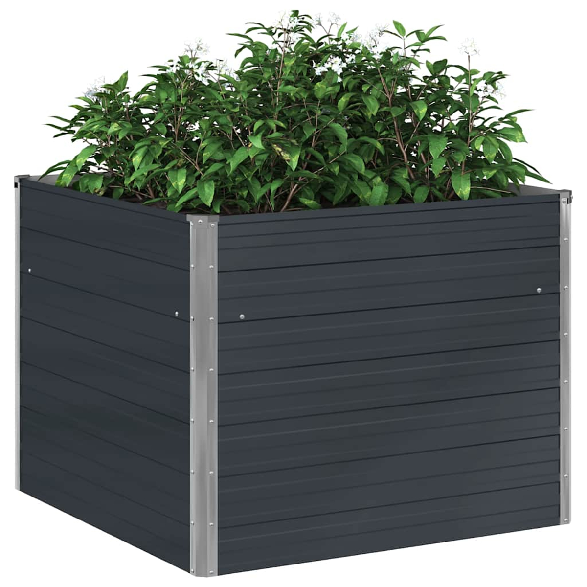 Ein quadratischer, dunkelgrauer Pflanzkübel mit grünen Pflanzen und weißen Blüten. Metallkanten rahmen den Kübel ein.