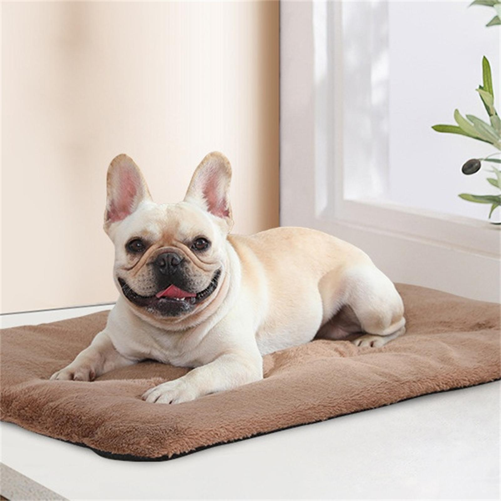 Ein beigefarbener Französisch-Bulldogge liegt auf einem braunen Bett. Der Hund lächelt und zeigt seine Zunge. Ein Fenster ist im Hintergrund.
