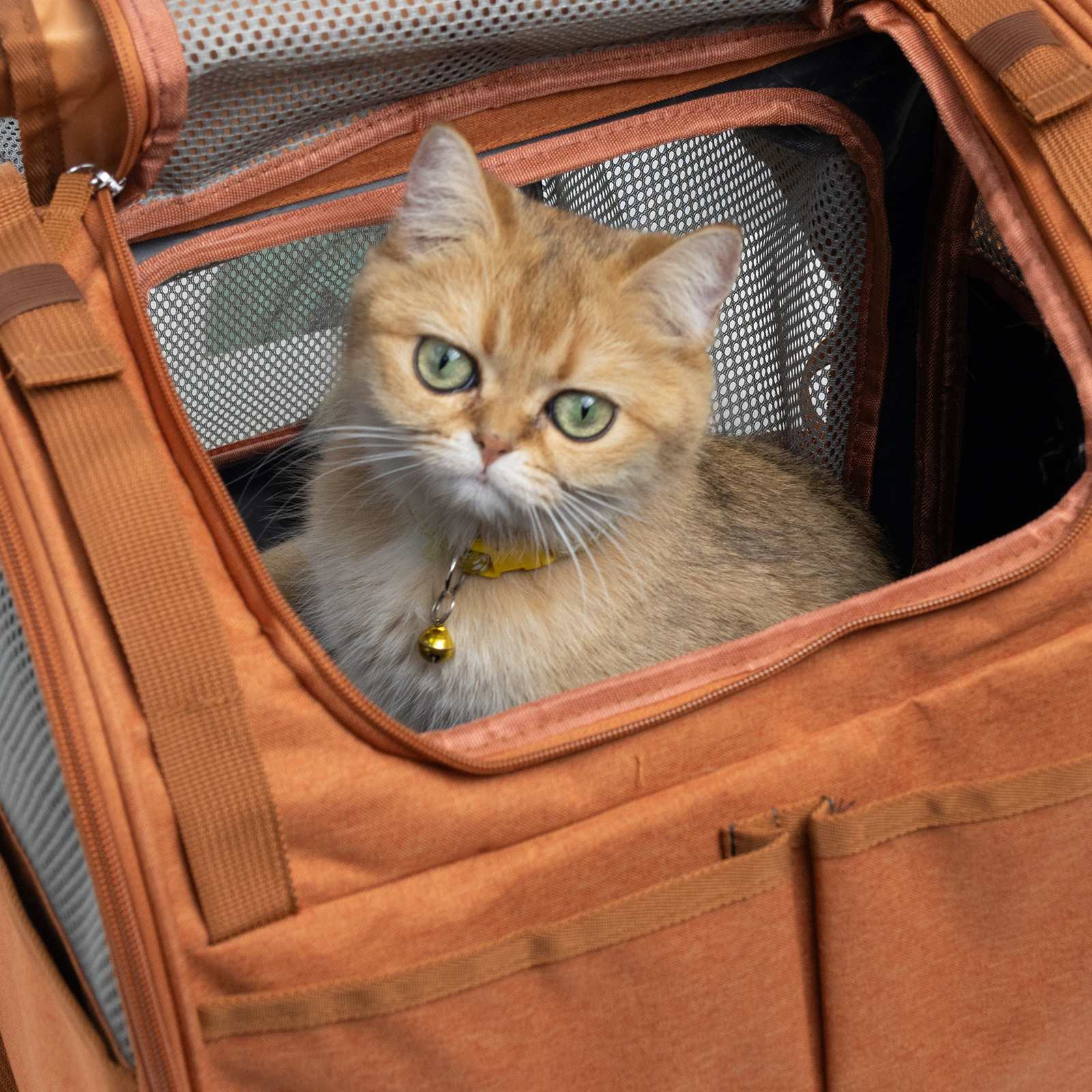 Eine goldene Katze mit grünen Augen in einem orangefarbenen Haustierträger. Die Katze trägt ein gelbes Halsband mit einer Glocke.