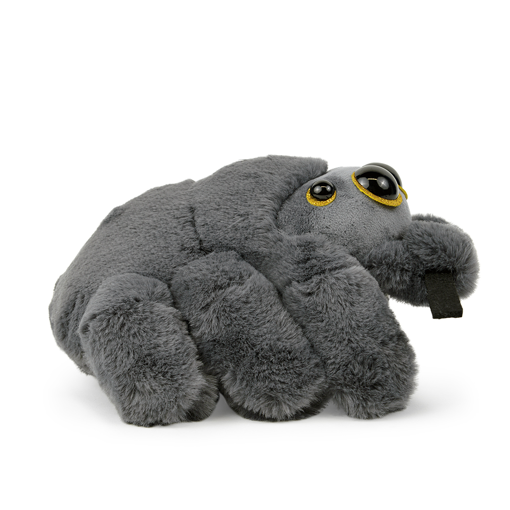 Eine graue Stoffspinne mit großen Augen und behaarten Beinen. Sie liegt auf einer weißen Oberfläche.