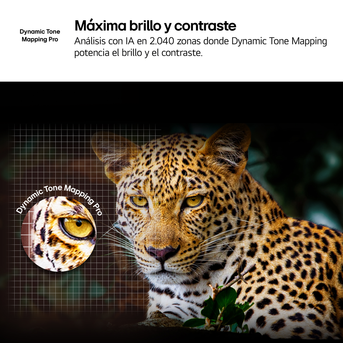 Un leopardo con ojos amarillos y manchas, enfocado en el centro. El texto superior dice: 'Máxima brillo y contraste'.