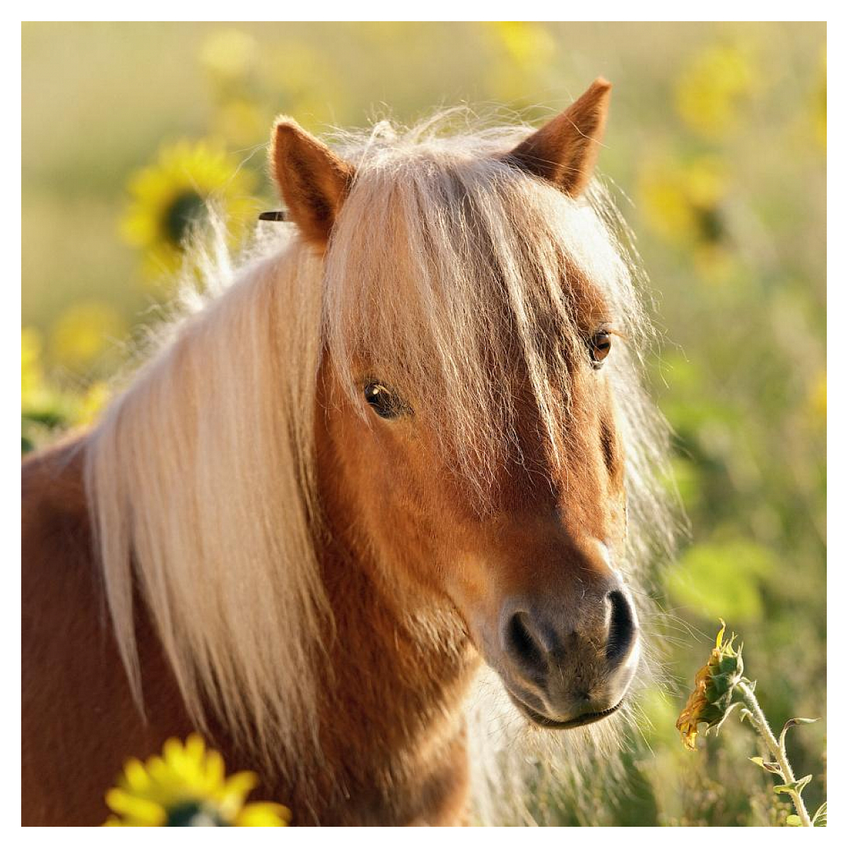 Un poney brun avec une crinière et une touffe blonde, au milieu des tournesols. Le poney regarde devant lui.