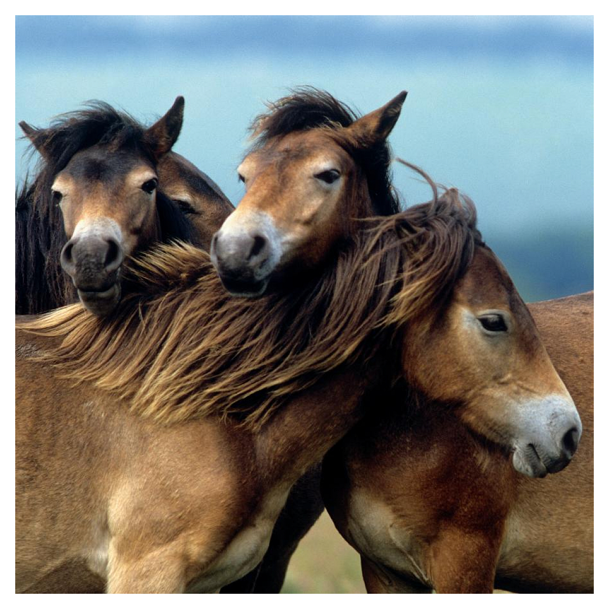 Trois chevaux bruns sont blottis ensemble. Ils ont des crinières sombres et sont proches, l'un reposant sa tête sur un autre.