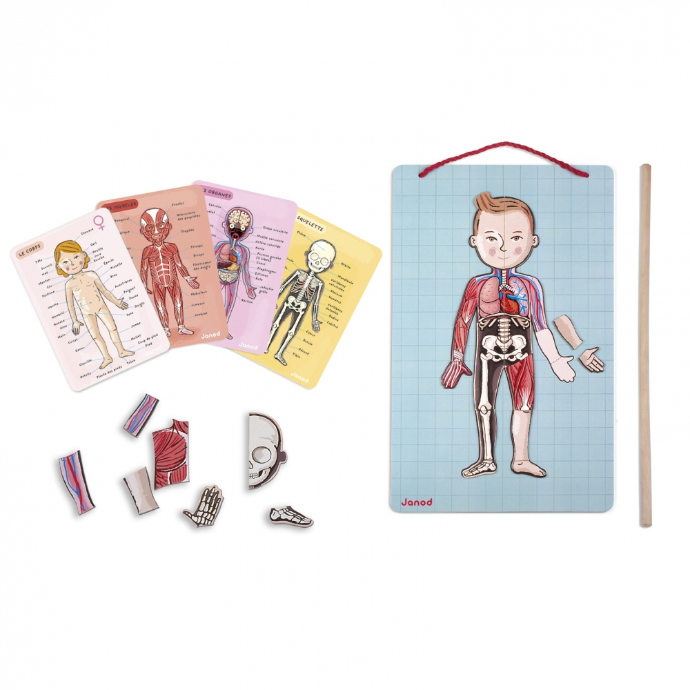 Puzzle anatomiczne z kartami. Pokazuje ciało, mięśnie, organy i szkielet. Zawiera drewniane elementy i wskaźnik.