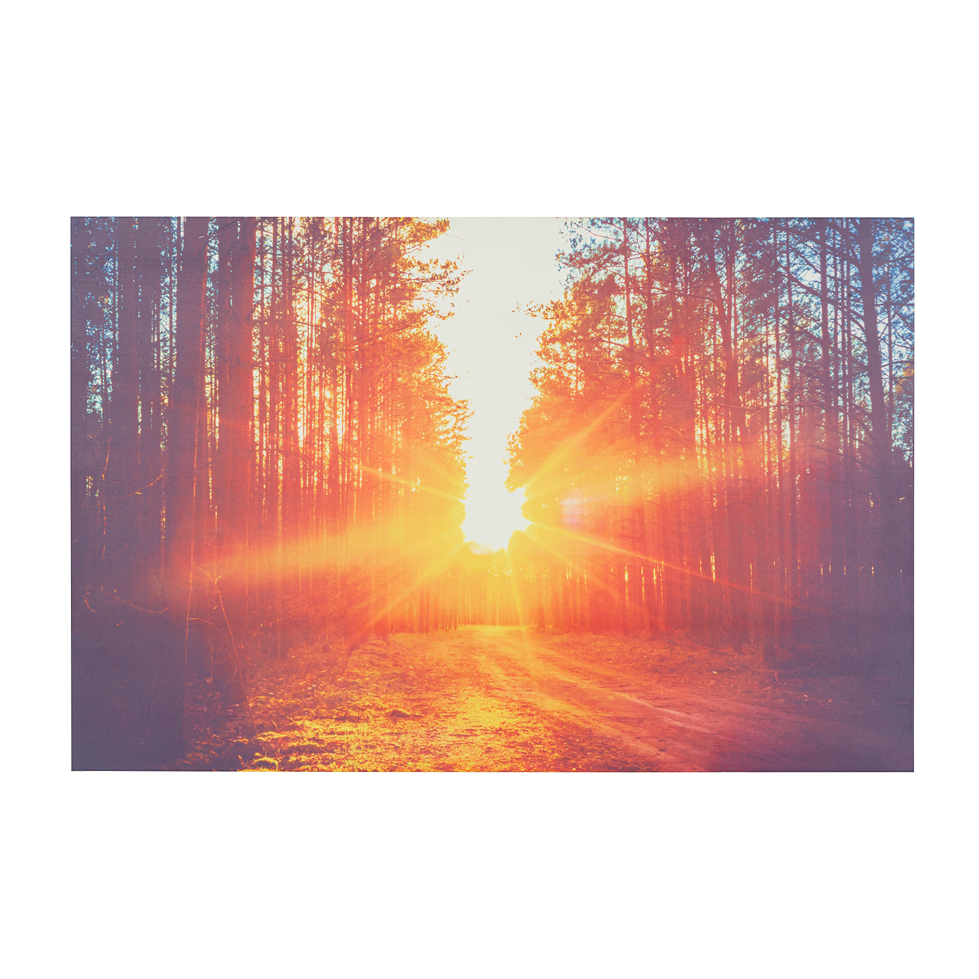 La luz solar irrumpe a través de un bosque, iluminando un camino. Altos árboles bordean el camino con tonos cálidos, creando una escena vibrante.