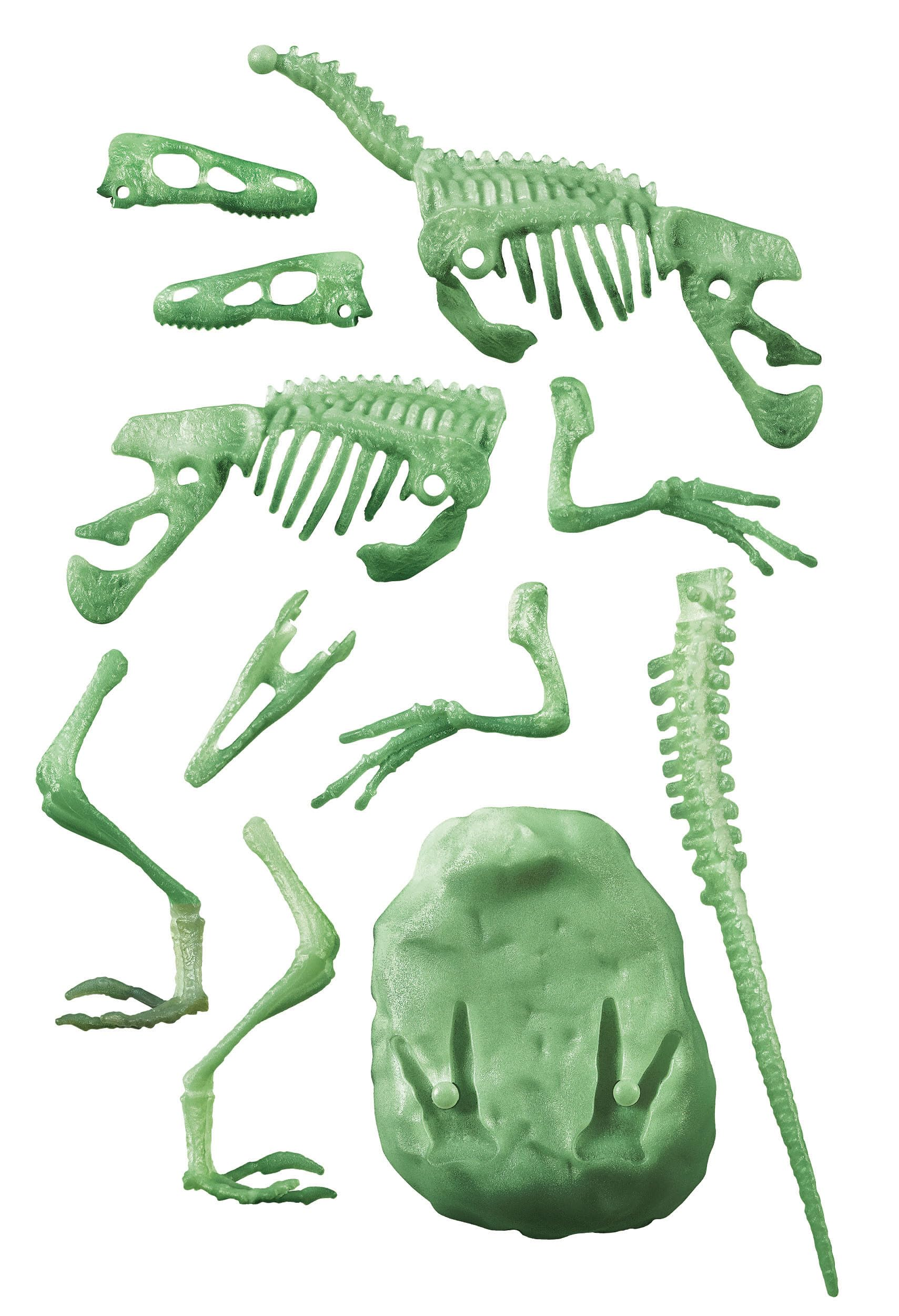 Grünes Dinosaurierskelettspielzeug, zerlegt. Enthält Schädel, Wirbelsäule, Rippen, Gliedmaßen und Sockel, alles auf weißem Hintergrund.