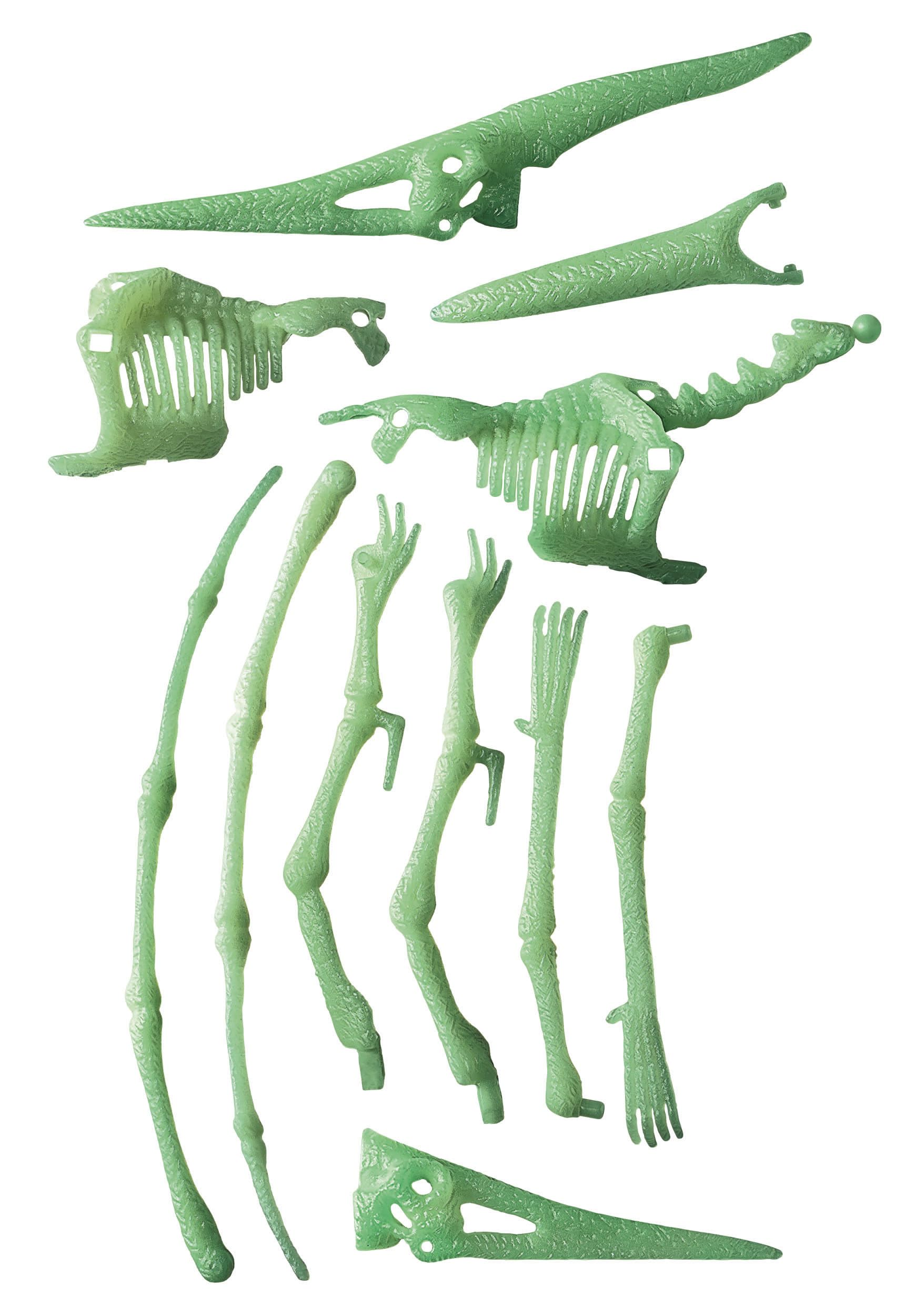 Grünes Dinosaurierskelett-Spielzeug. Enthält Schädel, Knochen, Arme, Beine und Flügelknochen. Weißer Hintergrund.