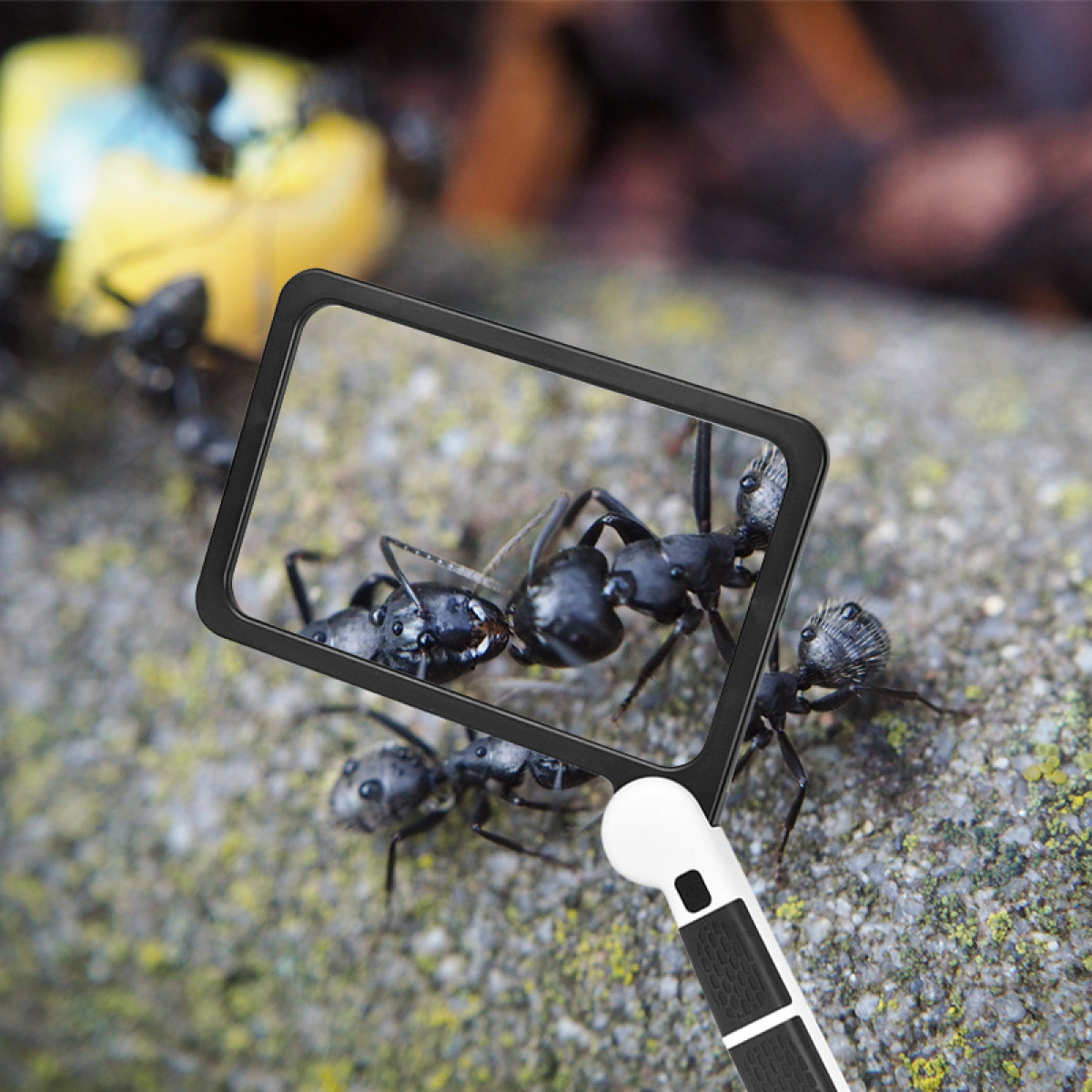 Lupa skupia się na czarnych mrówkach na kamiennej powierzchni. Mrówki wchodzą w interakcje. Inne mrówki i żółte obiekty są w tle.