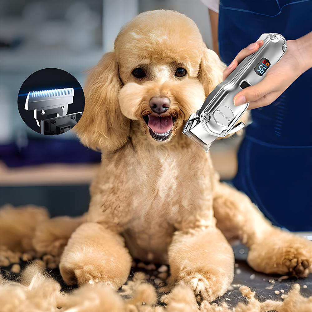 Un barboncino viene tosato con tosatrici elettriche. Le tosatrici sono tenute da una persona. I peli sono sul tavolo.