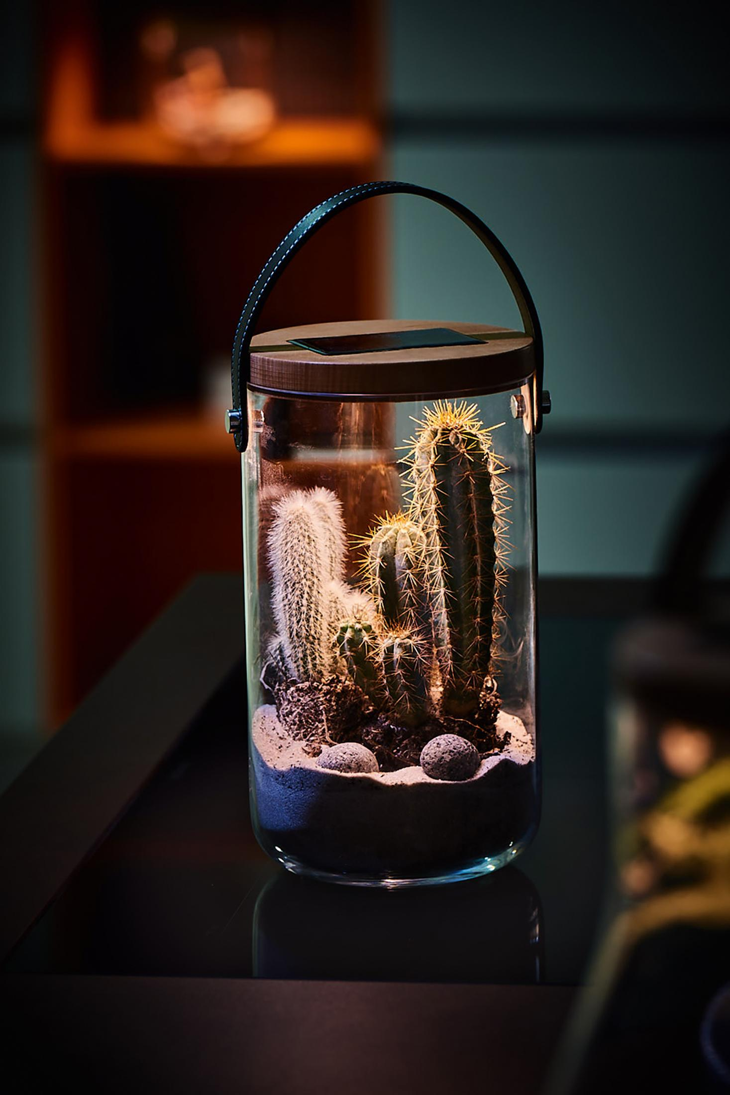 Ein gläsernes Terrarium mit Kakteen, Sand und Steinen steht auf einem dunklen Tisch. Ein Holzaufsatz hat einen Ledergriff. Der Hintergrund ist unscharf.