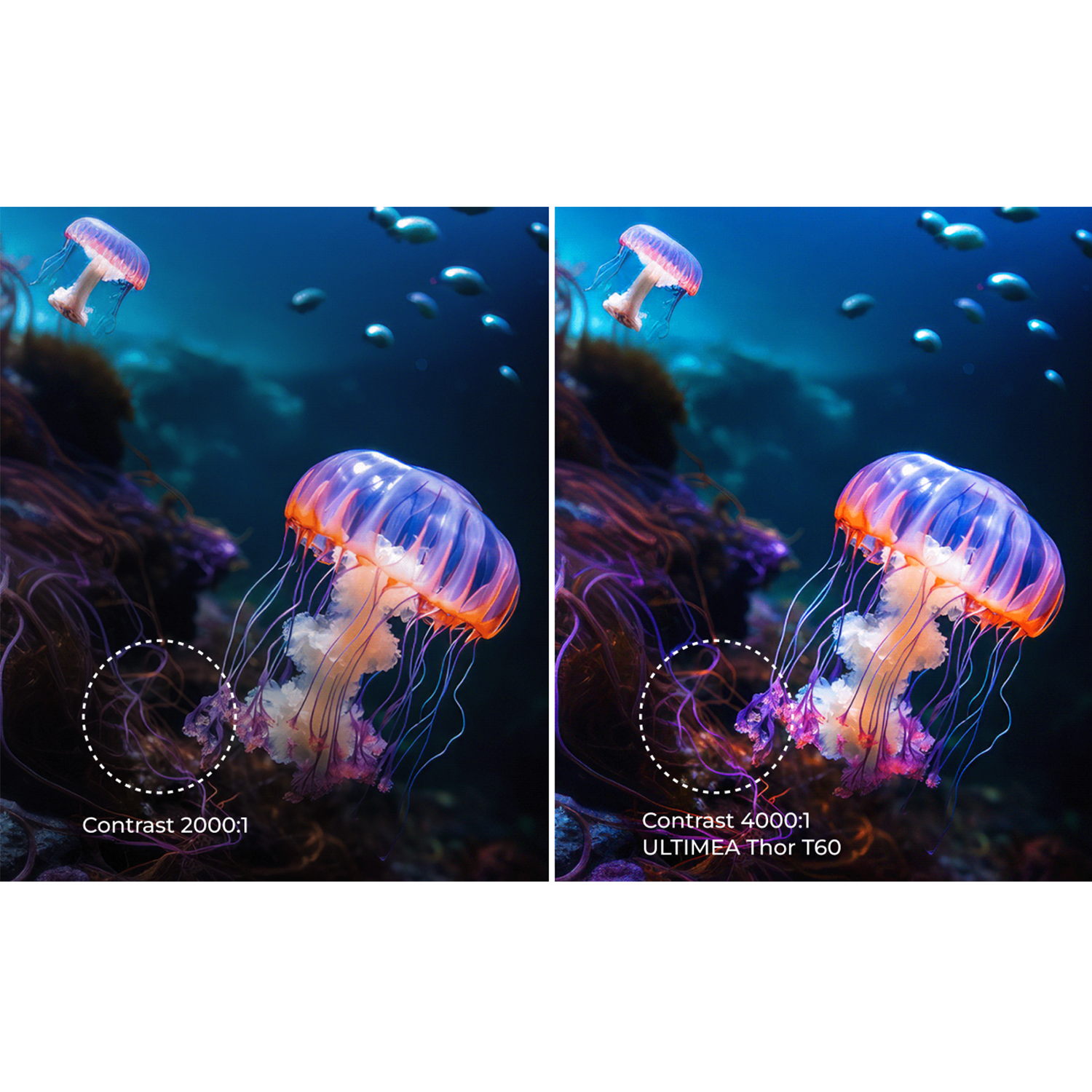 Dwie meduzy w podwodnej scenerii. Jedna jest u góry; druga jest większa z pomarańczowymi i niebieskimi odcieniami.