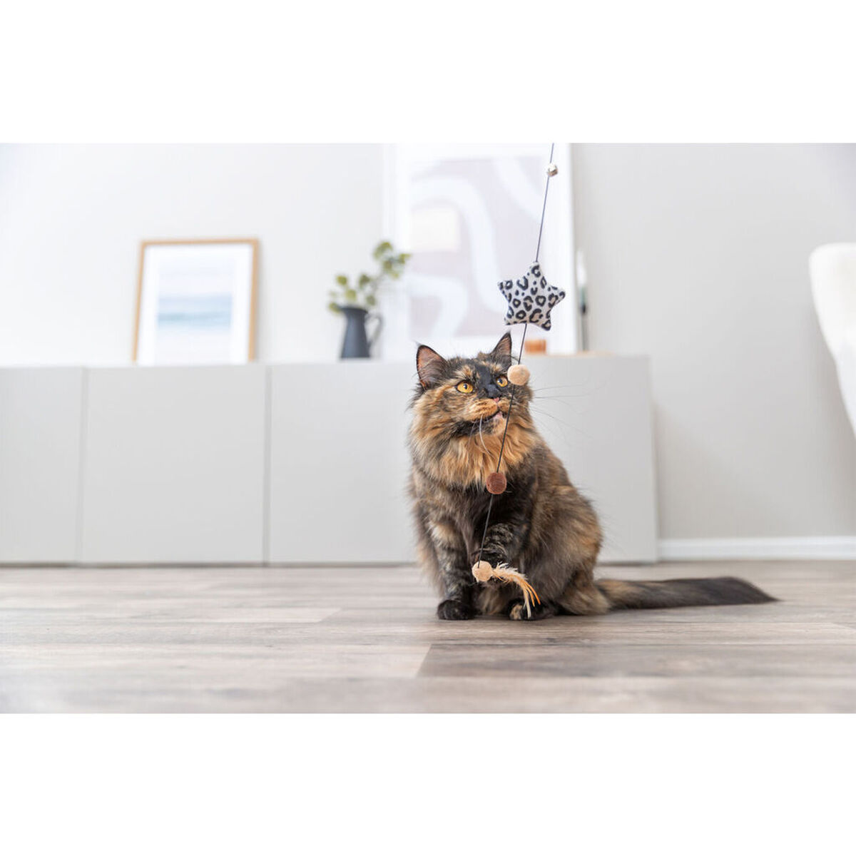 Un gatto soffice con pelo marrone e nero è seduto su un pavimento di legno, che gioca con un giocattolo. Una stella con stampa leopardata è tenuta sopra.