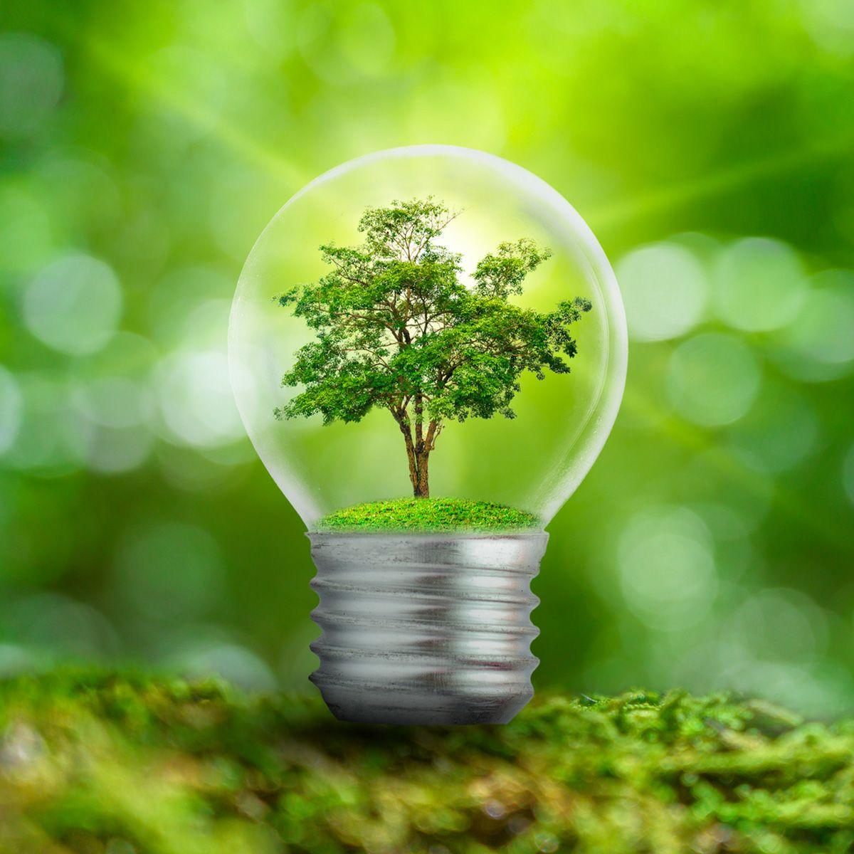 Ein Baum wächst in einer Glühbirne, vor einem verschwommenen grünen Hintergrund. Die Birne steht auf Moos, das Natur und Energie symbolisiert.