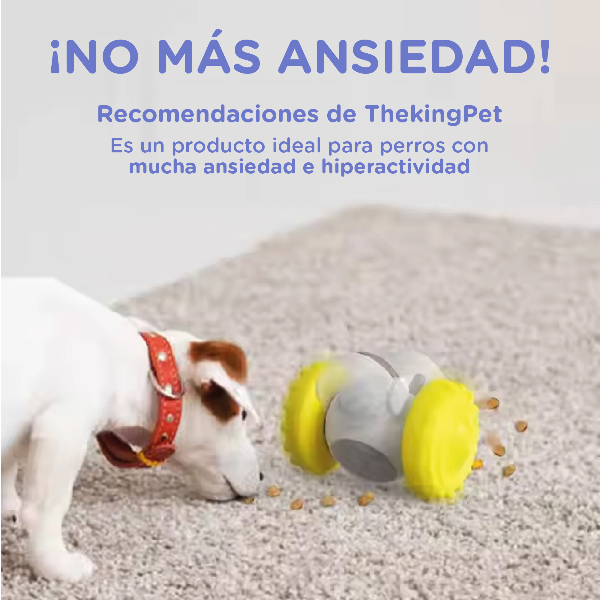 Un perro con collar rojo mira un juguete con ruedas amarillas y granos sobre una alfombra.