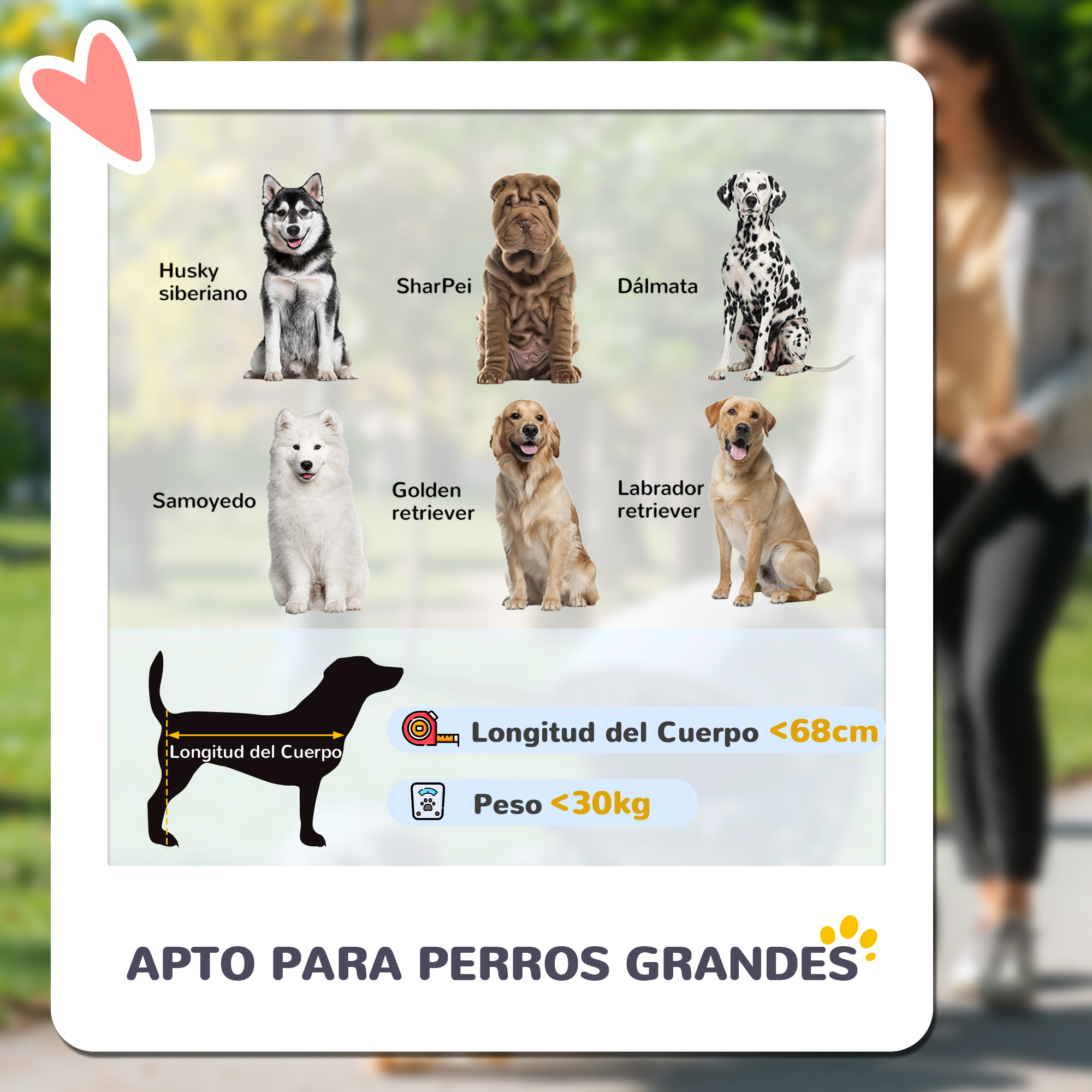 La imagen muestra razas de perros y guías de tamaño. Incluye Husky, SharPei, Dálmata, Samoyedo, Golden Retriever y Labrador Retriever.