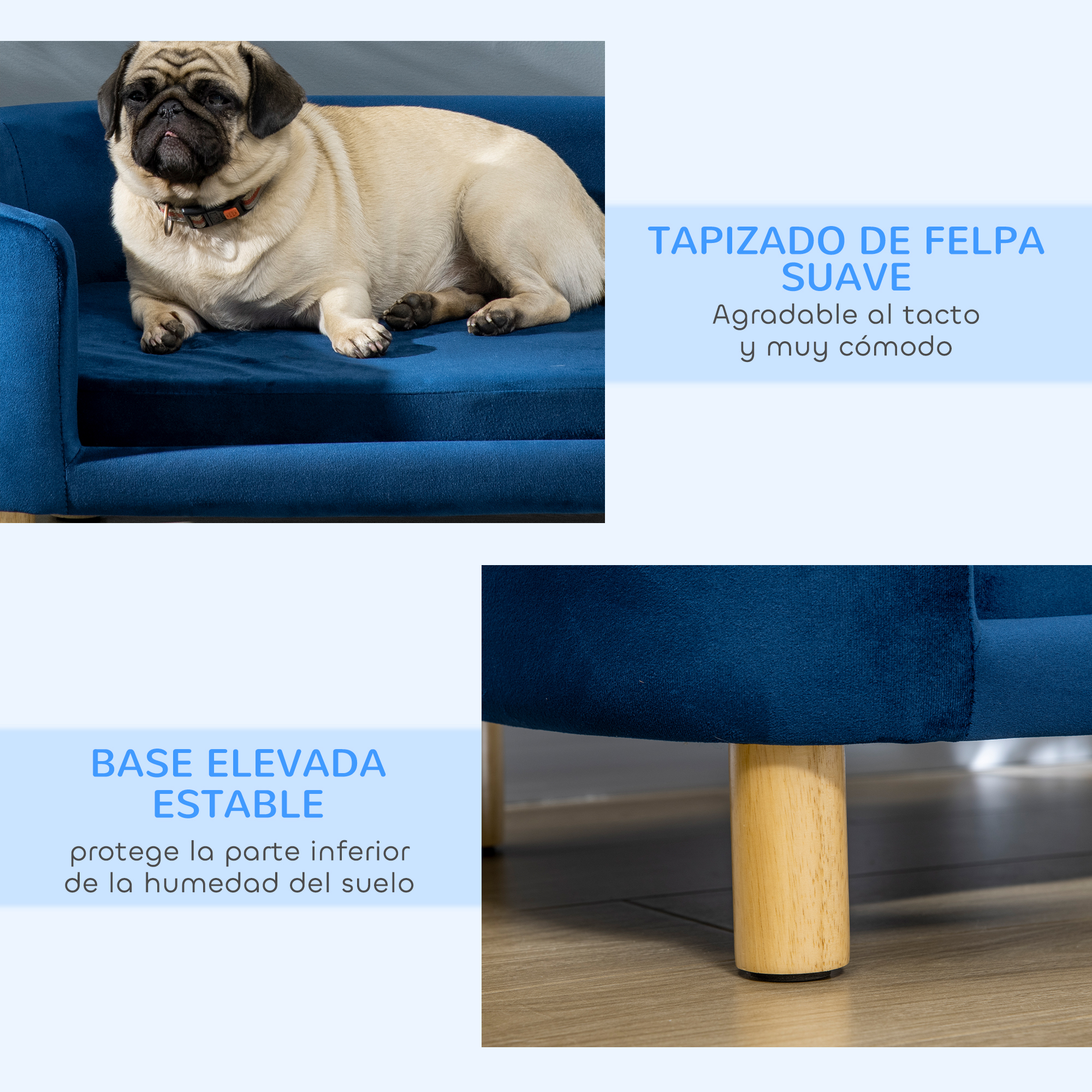 Un carlino beige está acostado en un sofá de terciopelo azul. El sofá tiene patas de madera. El texto describe sus características.