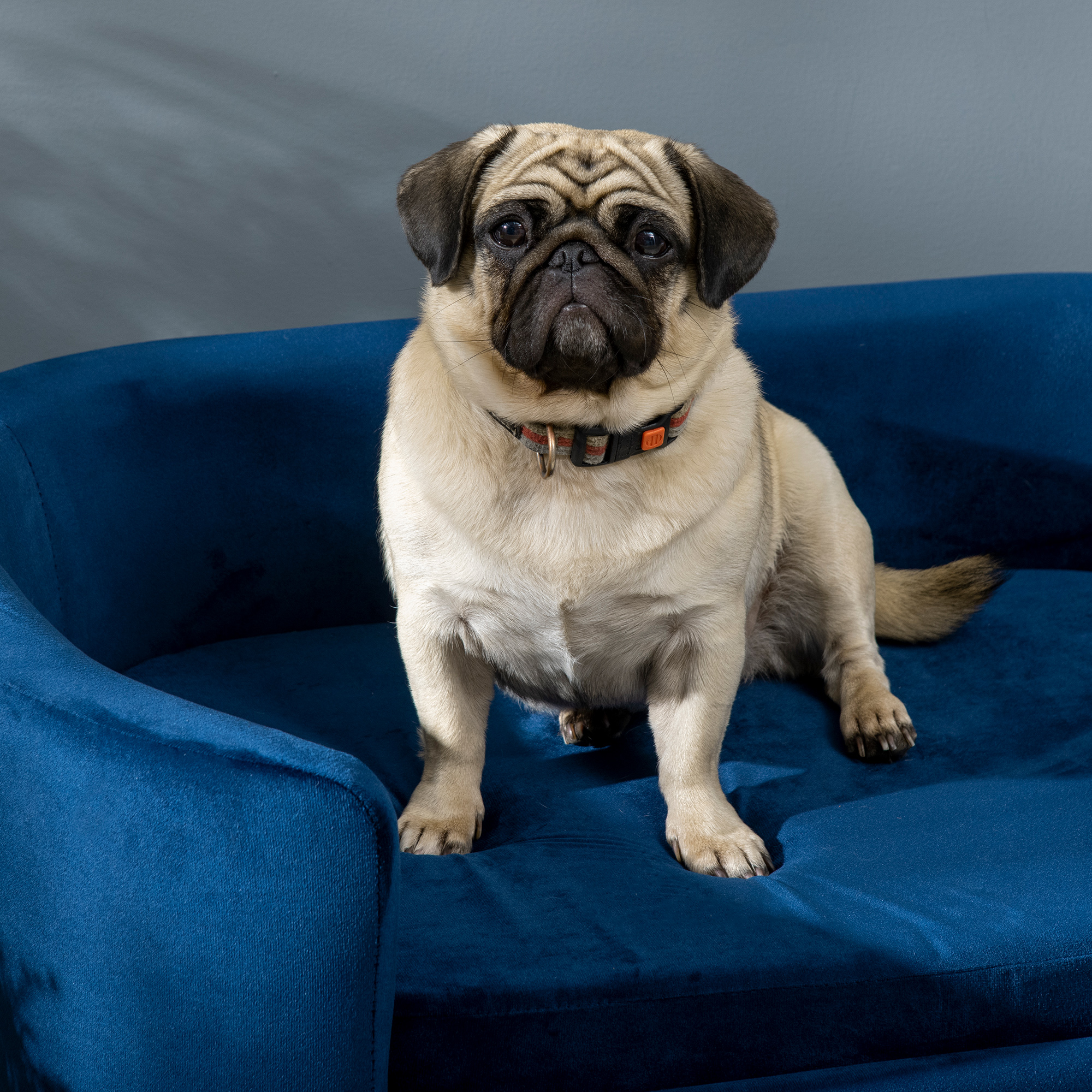 Un carlino beige con collar sentado en un sofá de terciopelo azul, mirando hacia adelante sobre un fondo gris.