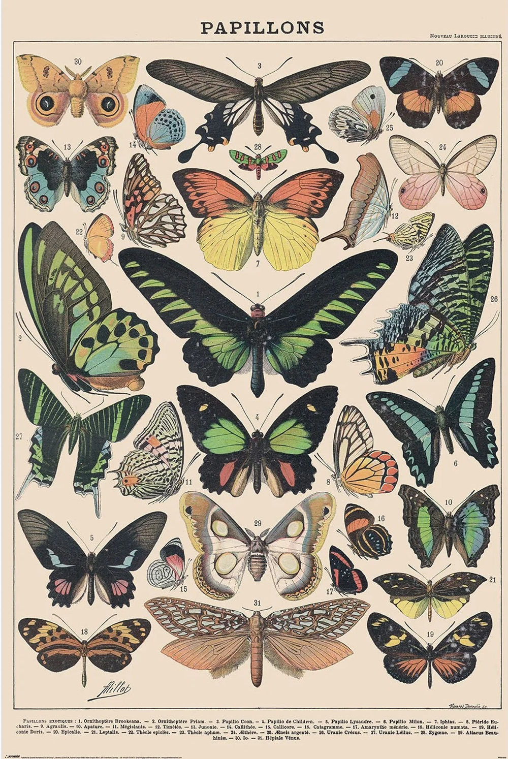 Ein illustriertes Vintage-Poster mit verschiedenen Schmetterlingen, jeweils mit Namen und Nummer. Der Hintergrund ist cremefarben.