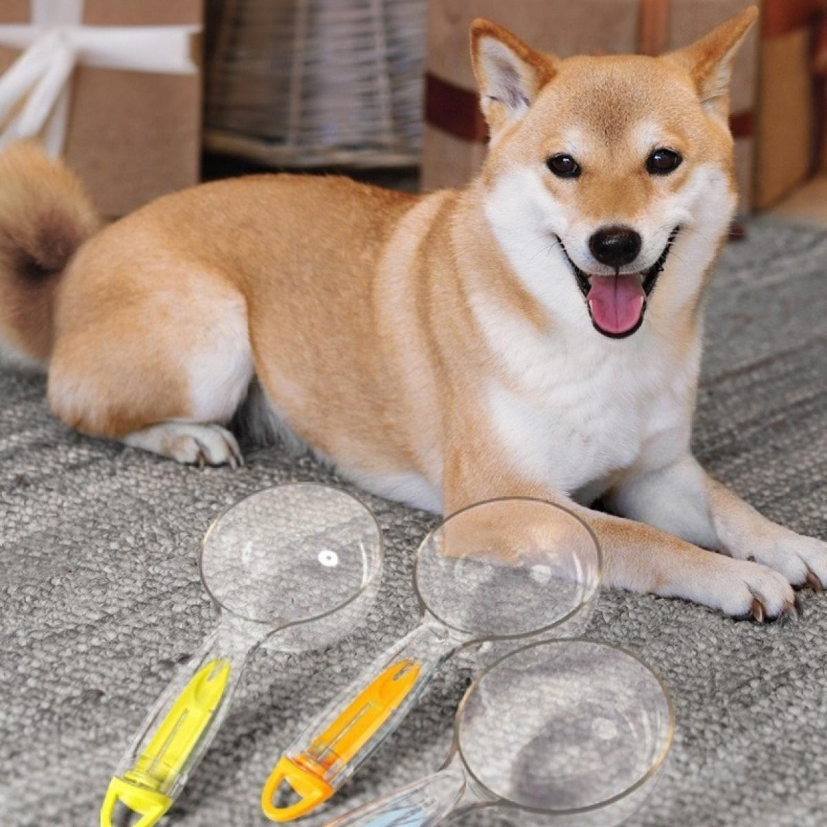 Ein Shiba Inu-Hund lächelt auf einem Teppich. Lupen mit bunten Griffen sind im Vordergrund.