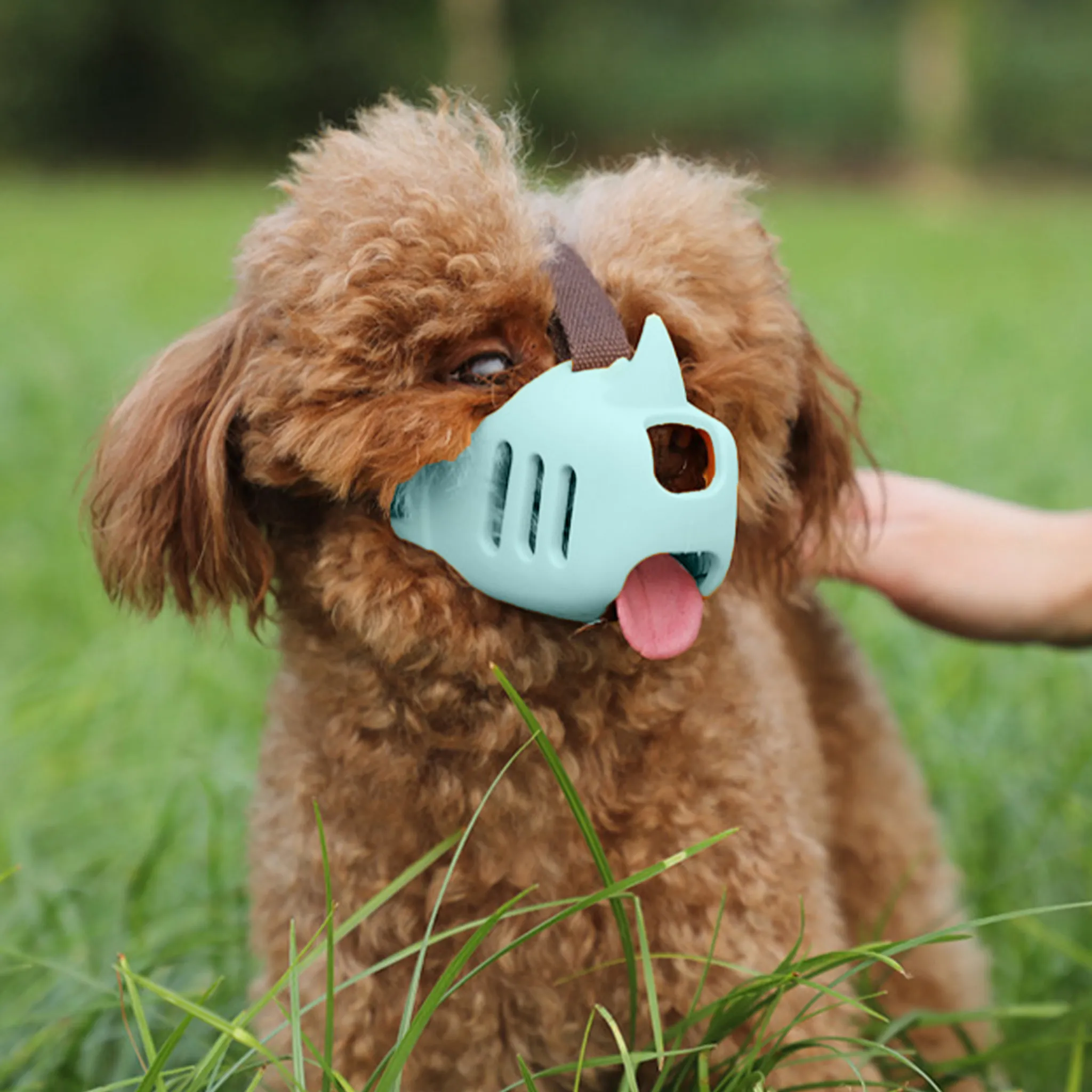 Ein brauner Hund mit blauem Maulkorb, Zunge draußen, in einer grasbewachsenen Gegend. Eine Hand streichelt den Hund.