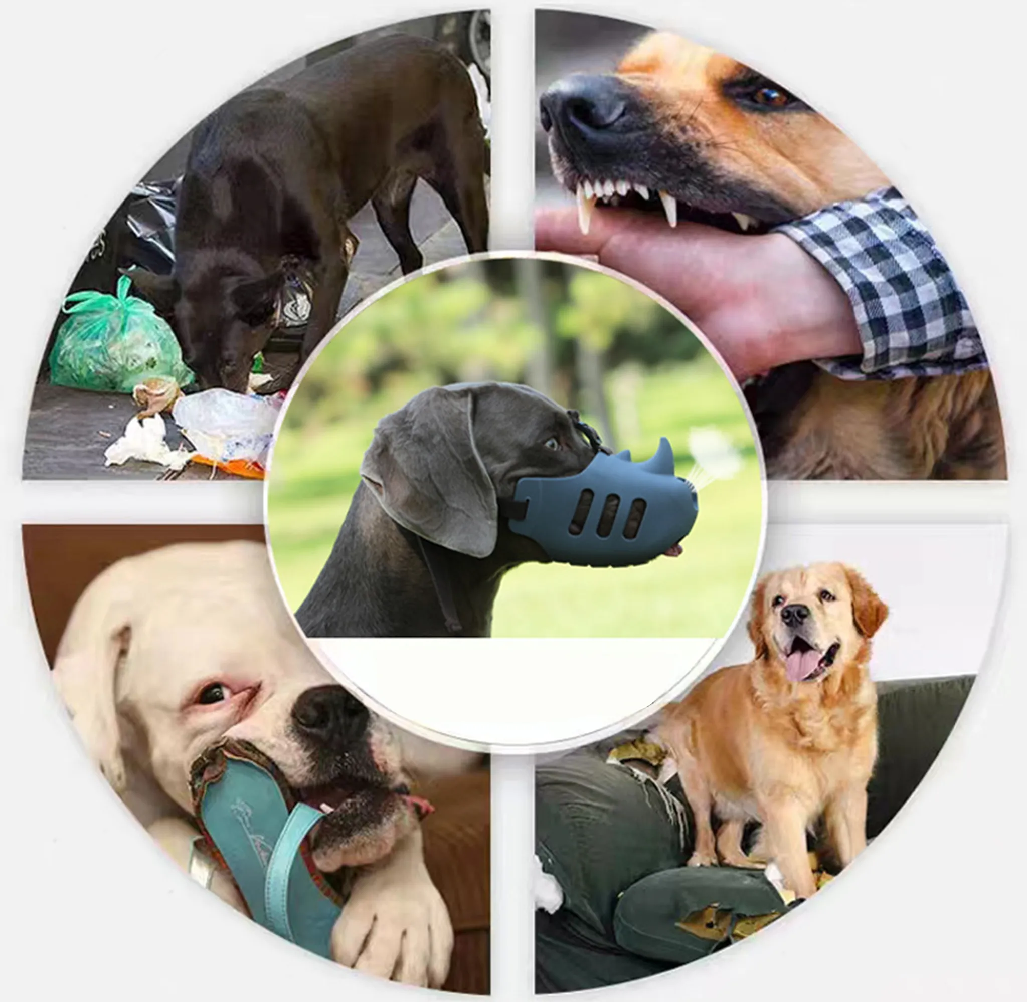 Eine Collage zeigt Hunde. Einer frisst Müll, ein anderer zeigt Zähne, einer trägt eine Maulkorb, ein anderer sitzt auf einer Couch.