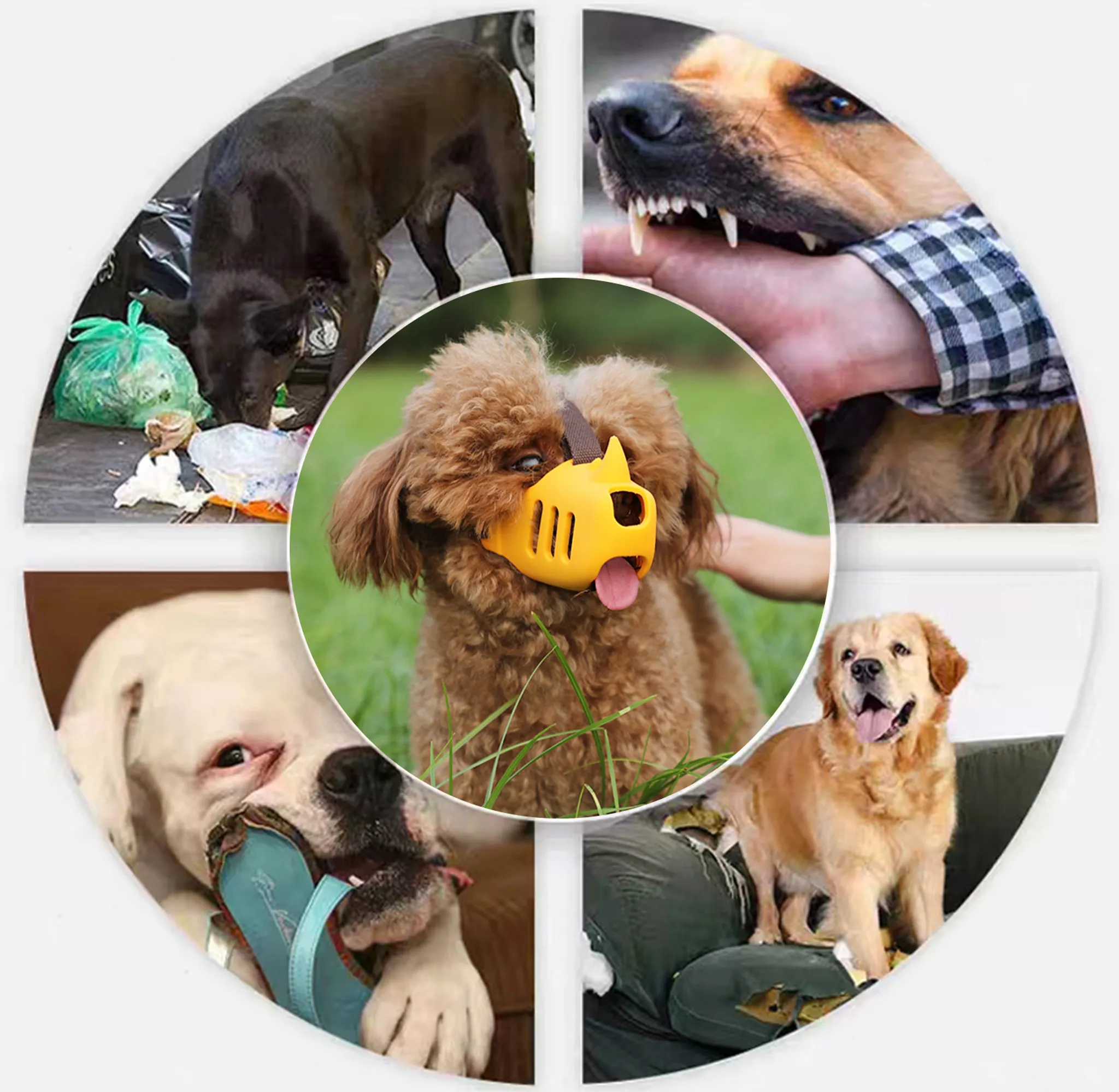 Collage von Hunden. Einer frisst Müll, ein anderer zeigt Zähne, einer trägt eine Maulkorb, einer beißt in einen Schuh, einer sitzt auf einer Couch.