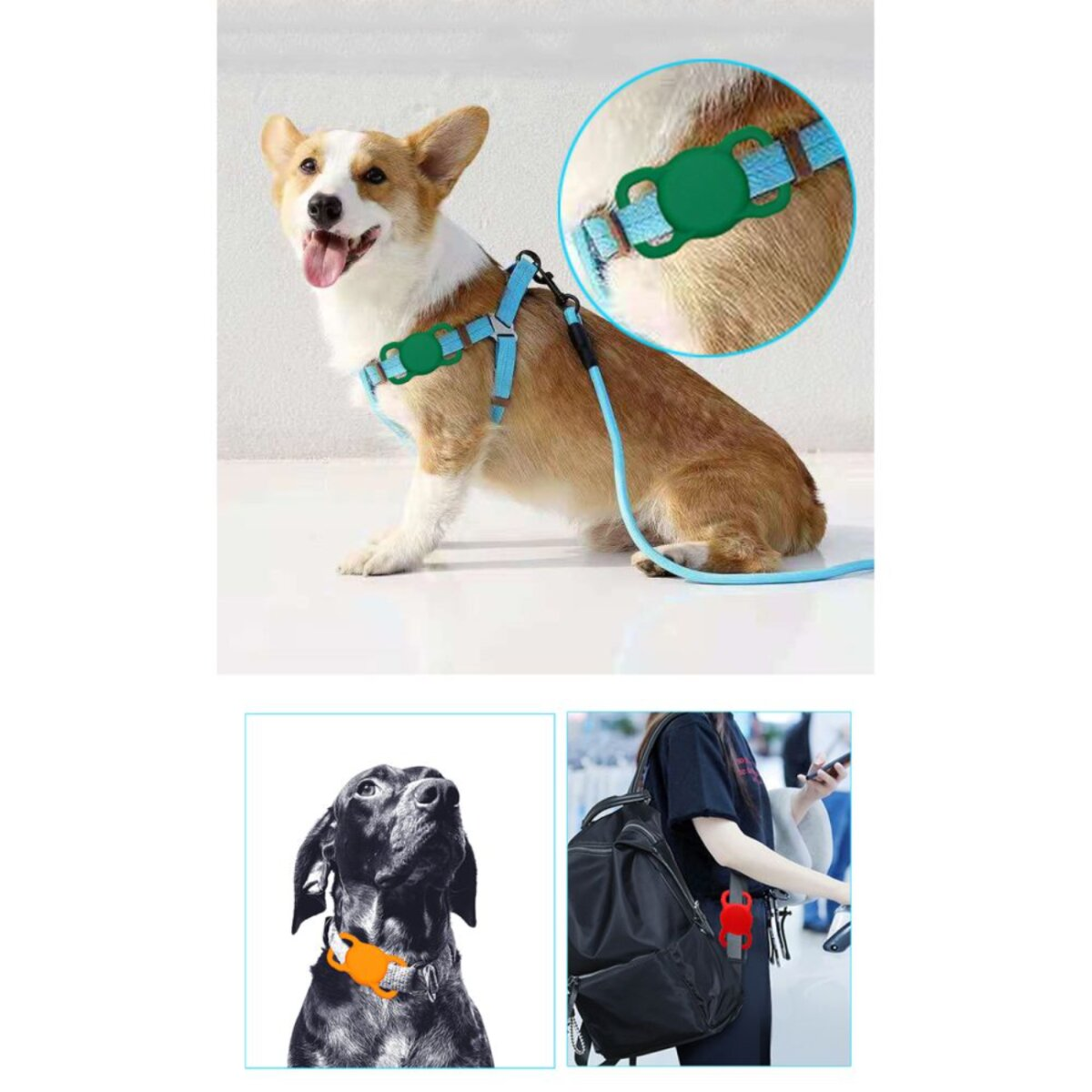 A corgi dog with a blue leash and harness. Close-ups of the harness clasp and a black dog with an orange collar are shown.