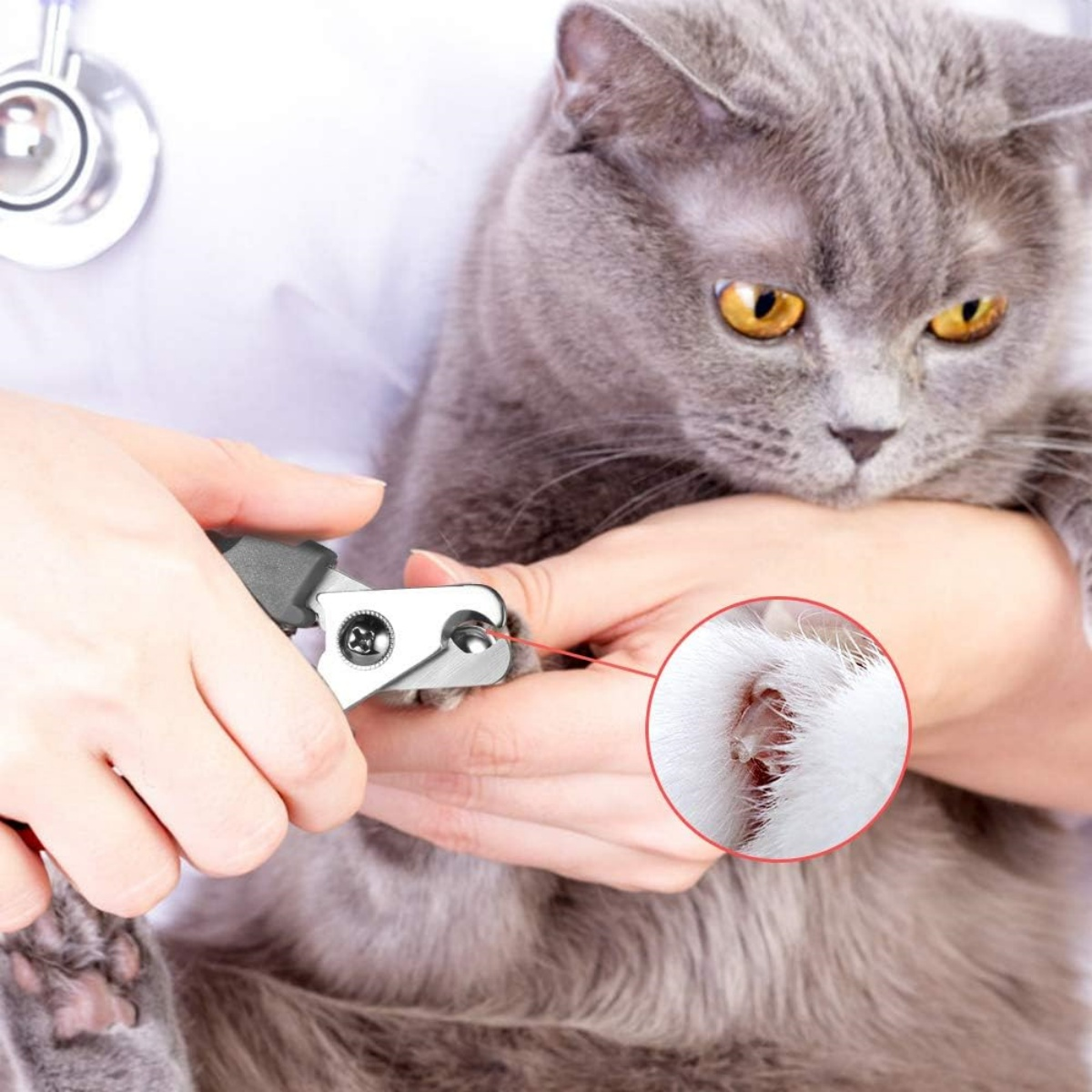 Eine graue Katze wird gehalten, während ihre Nägel geschnitten werden. Ein Tierarzt benutzt einen Clipper an der Pfote der Katze. Nahaufnahme.