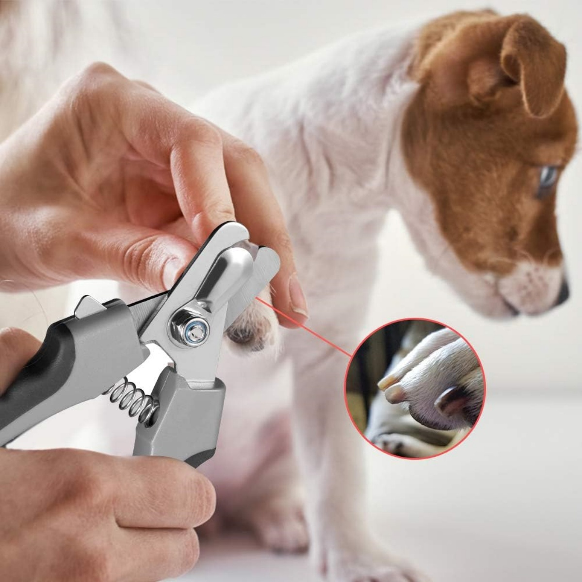 Eine Person schneidet mit einem Nagelknipser die Nägel eines Hundes. Der Hund ist weiß und braun. Eine Nahaufnahme zeigt Pfote und Nägel.