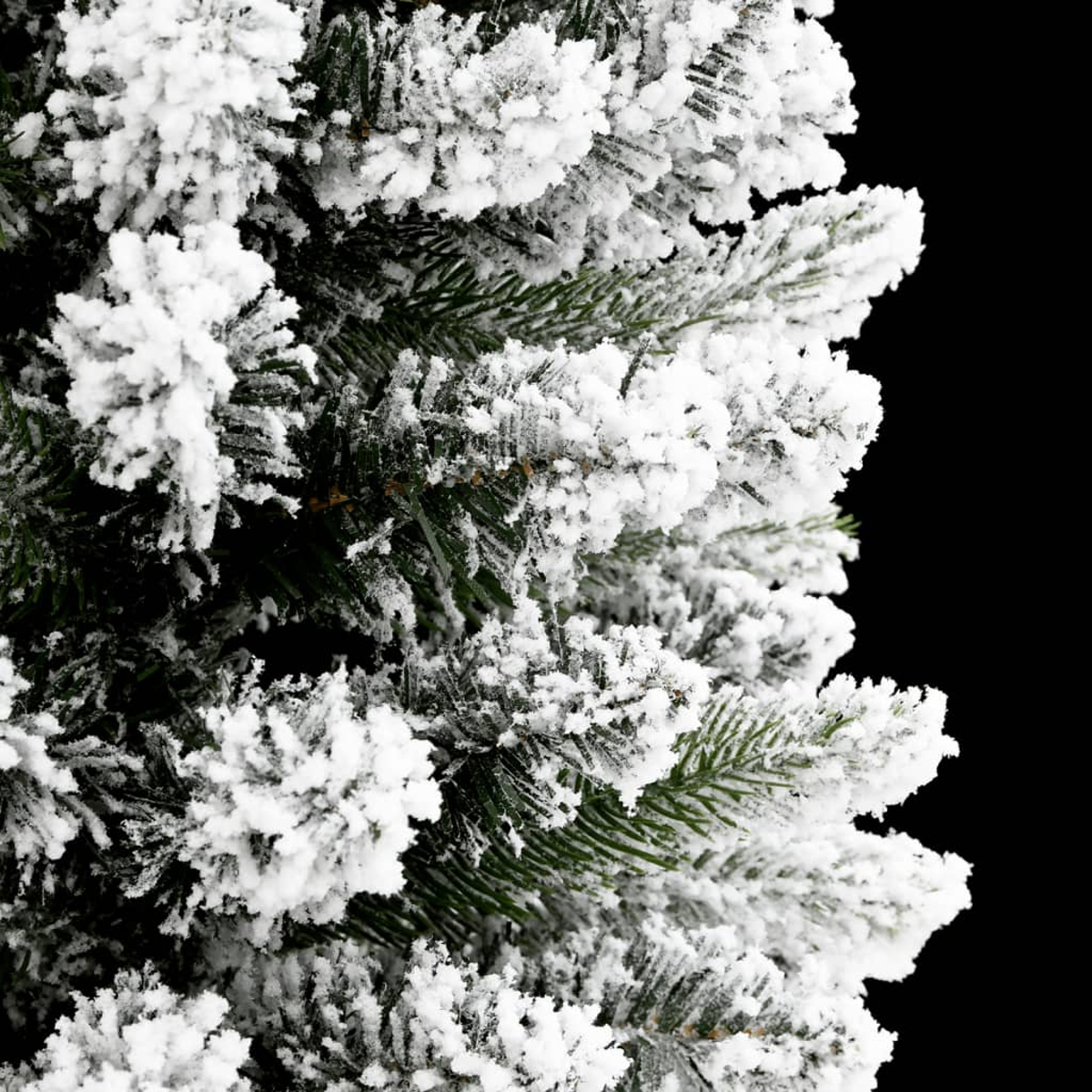 Primo piano di un ramo di sempreverde innevato. La neve bianca copre gli aghi verdi. Sfondo nero a destra.