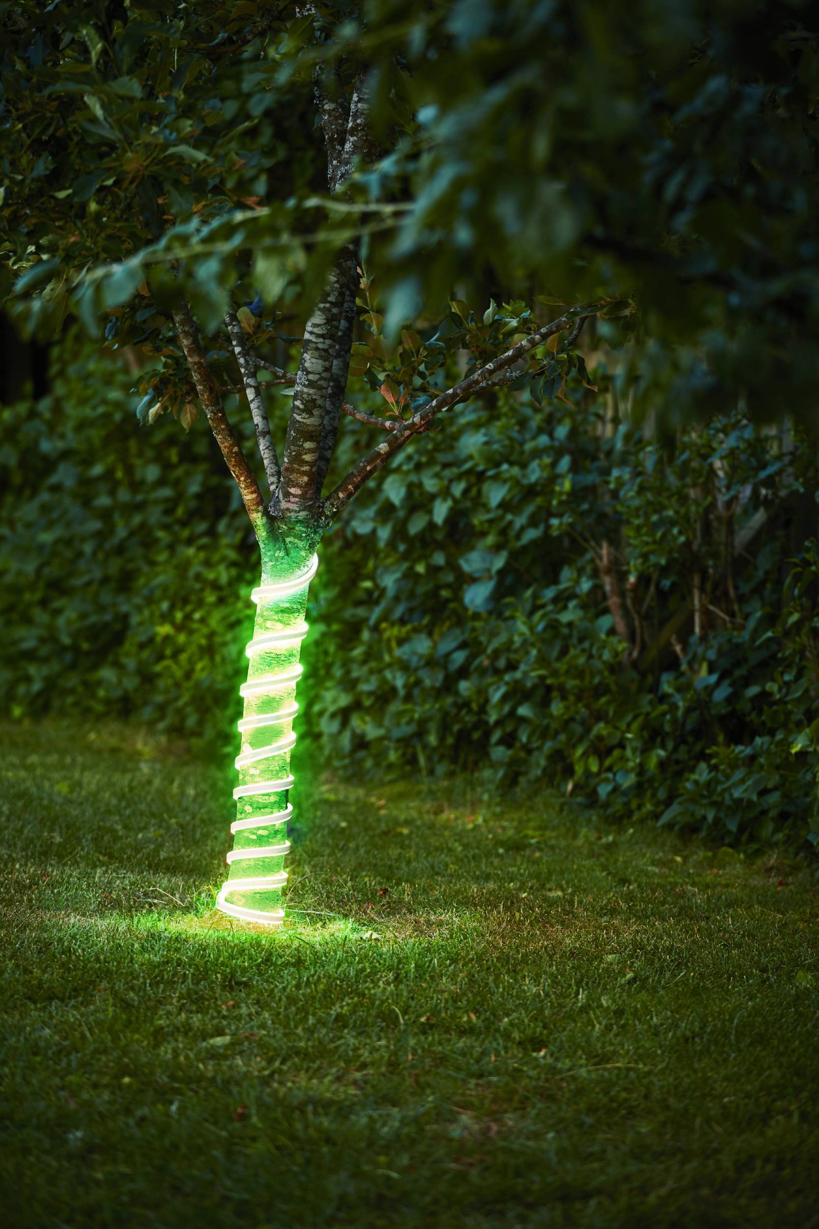 Ein Baumstamm, der in ein leuchtendes grünes Licht gehüllt ist, auf einem Rasen mit verschwommenem Hintergrund.